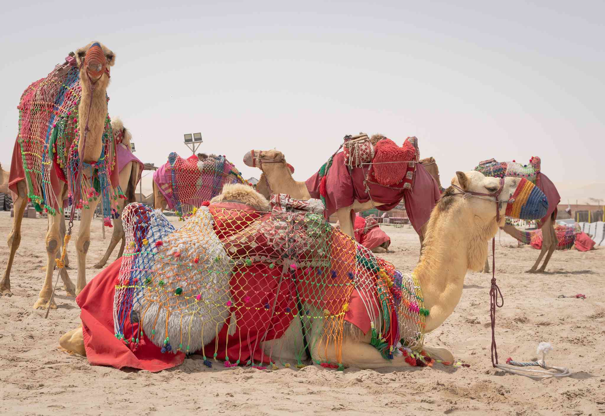 Al Khor 的风景 - 从 Doha 出发的私人 一日游 - 照片 3
