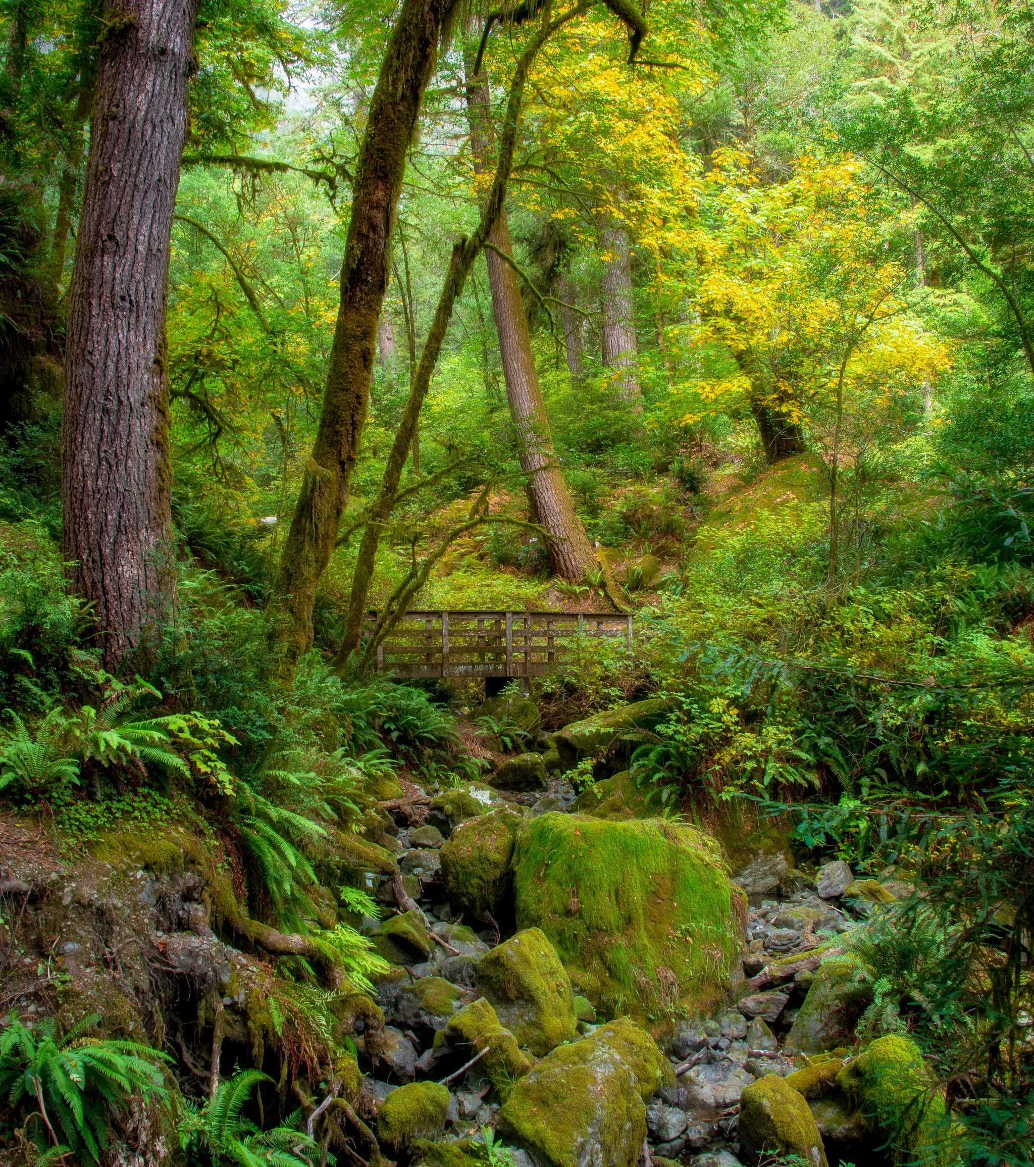 在 从 florence-or-us 到 crescent-city-ca-us 的途中，参观 Alfred A. Loeb State Park ，通过 Daytrip