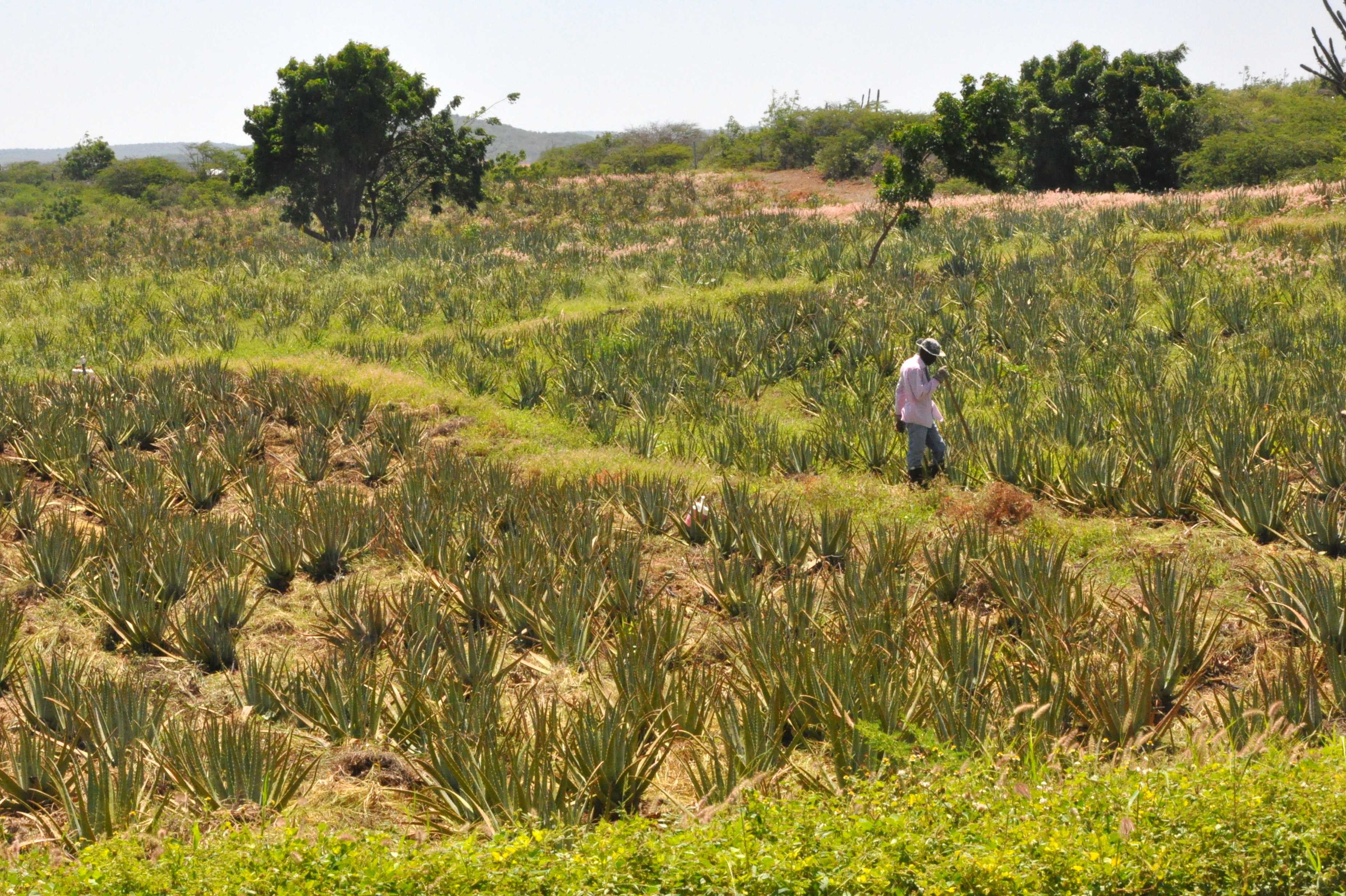 Private Day Trip from Willemstad to Jan Thiel and Aloe Vera Farm Curacao