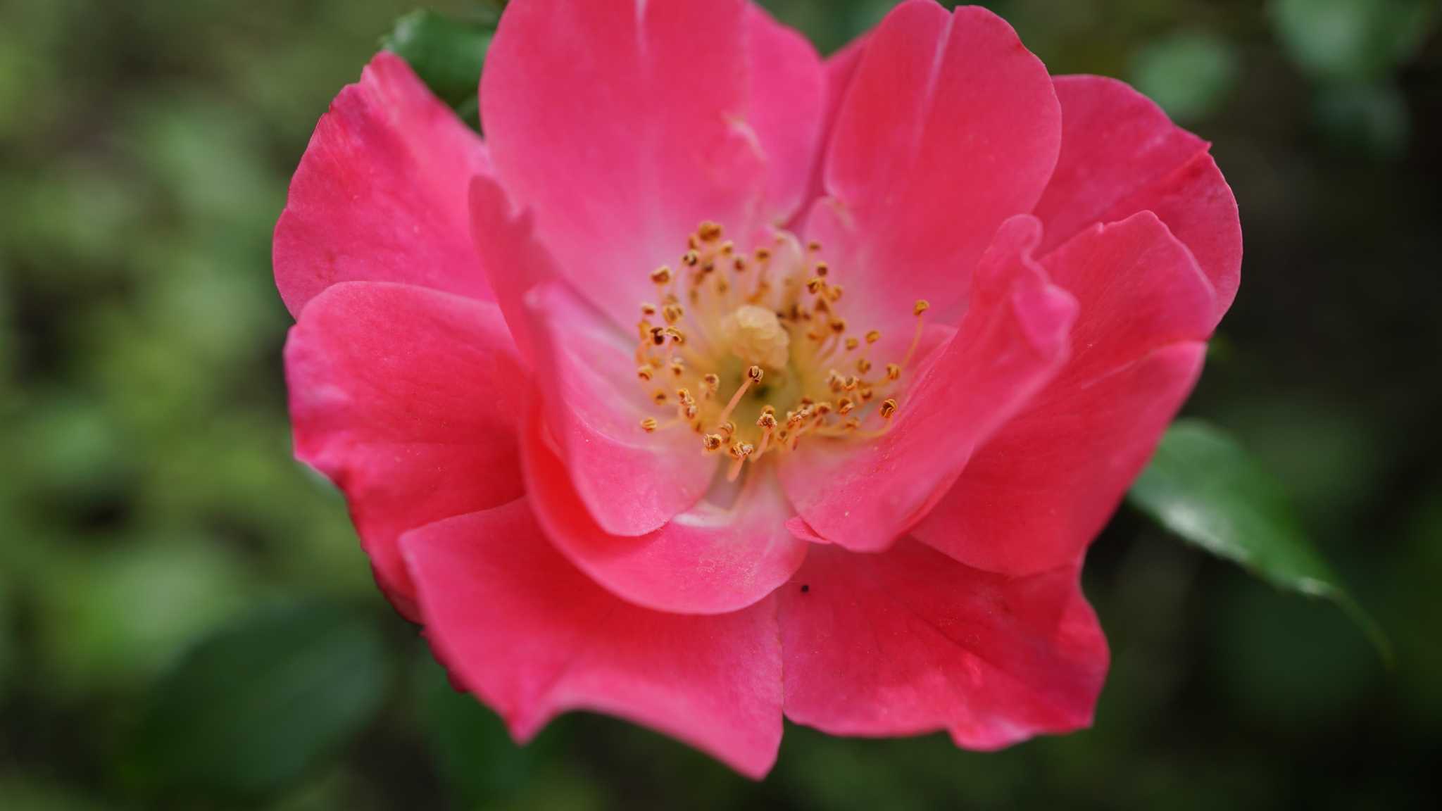 Visit American Rose Center on the way from shreveport-la-us to austin-tx-us with Daytrip