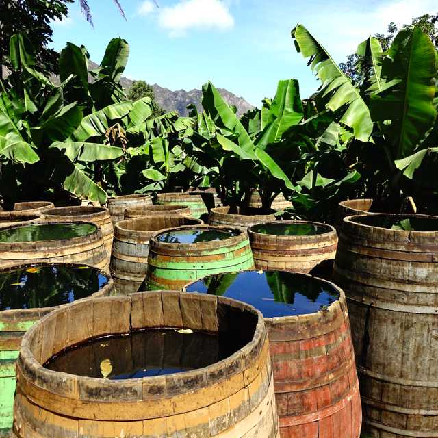 Montego Bay to Appleton Rum Estate and Mandeville: Day trip