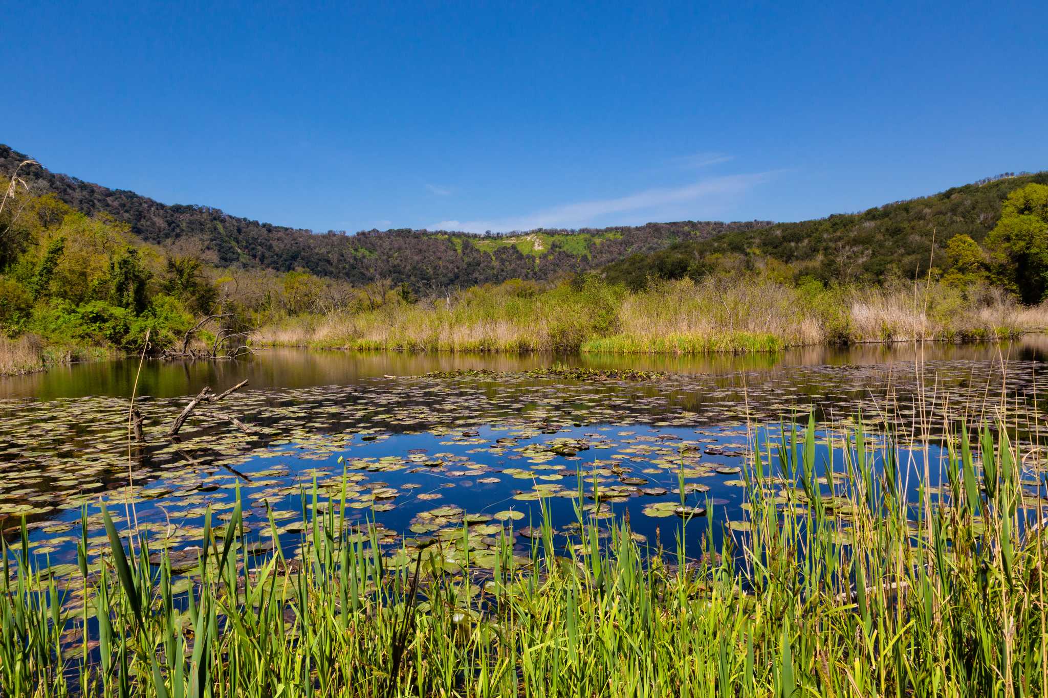 Astroni crater reserve near Naples, a lily-covered lake ringed by reeds and wooded slopes.