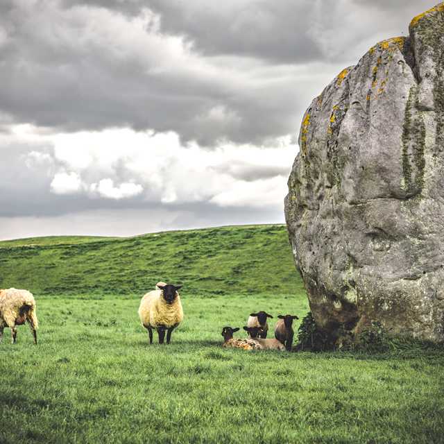 London to Salisbury and Avebury: Private day trip