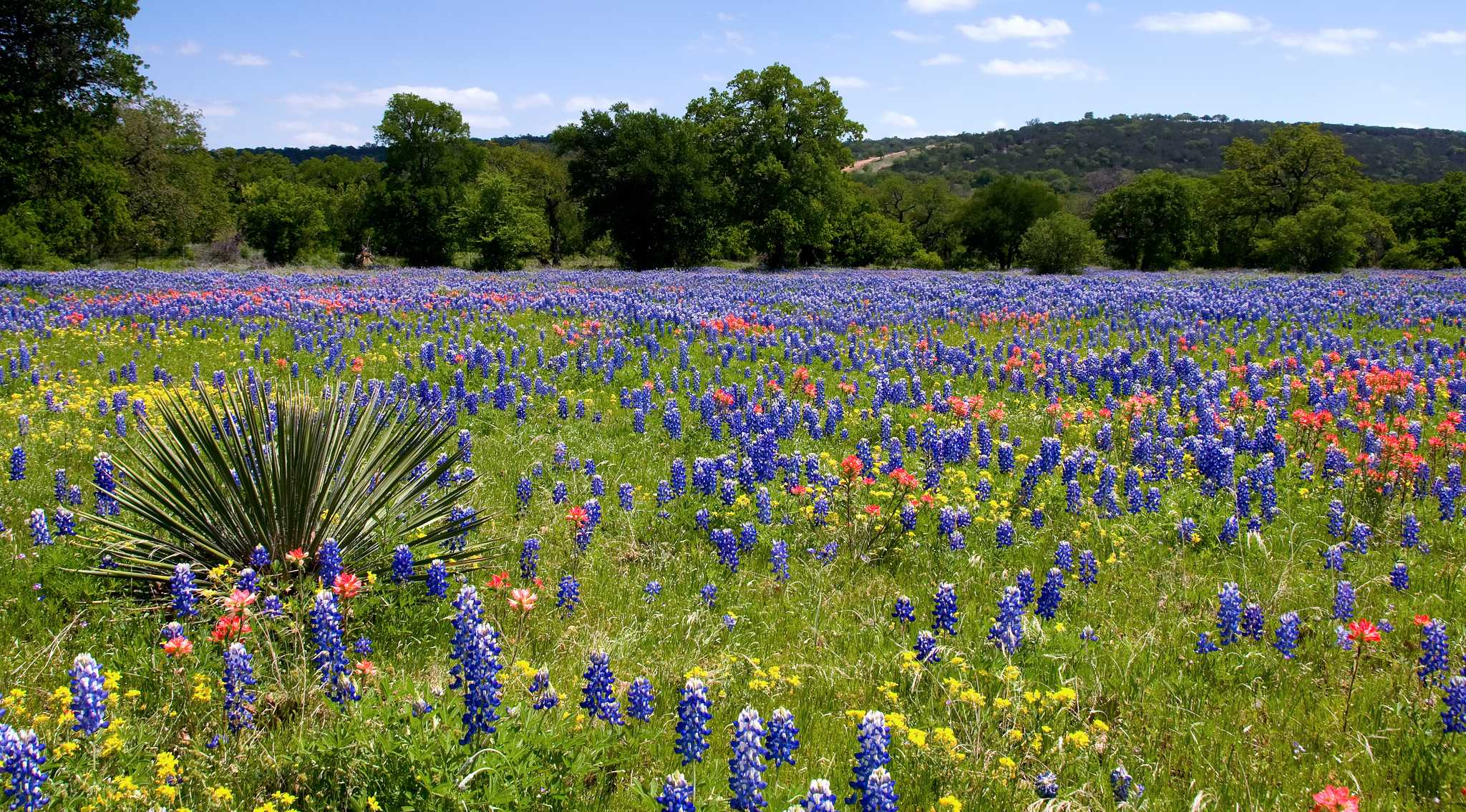 lafayette-la-us에서 dallas-tx-us으로 가는 길에 Daytrip 으로 Bluebonnet Park 방문하기