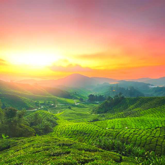 Ipoh to Cameron Highlands and Sam Poh Temple: Day trip