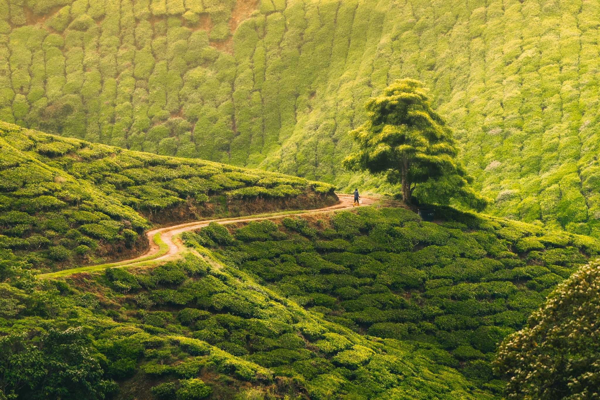 Ipoh to Cameron Highlands: Private day trip