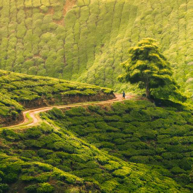 Ipoh to Cameron Highlands: Private day trip