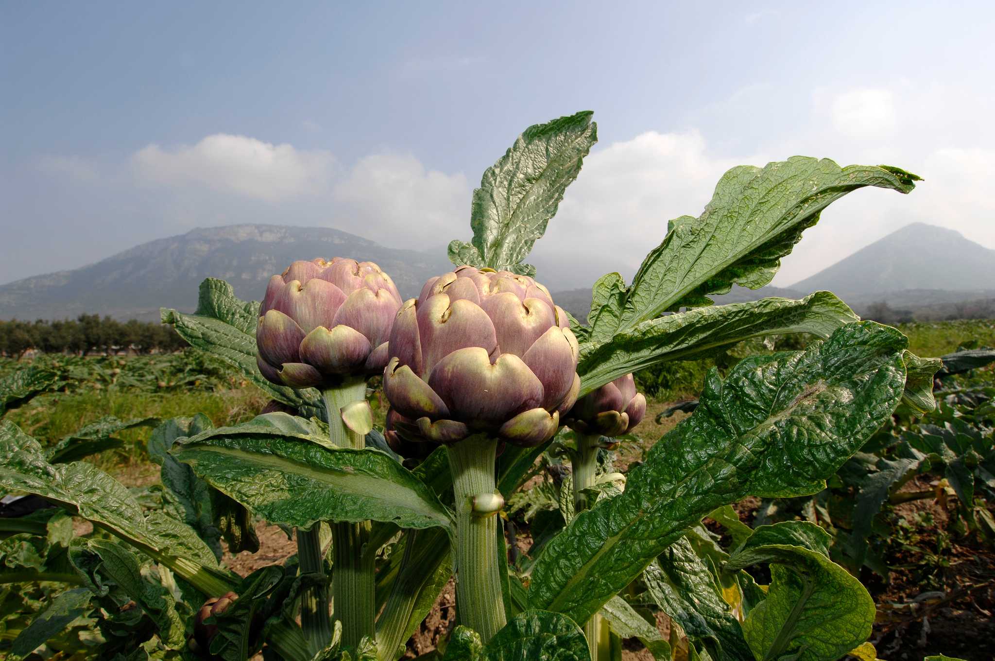Purple-green artichokes growing on leafy plants in a field, hazy mountains rising behind.