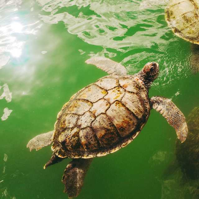 George Town to Cayman Turtle Centre and West Bay: Day trip