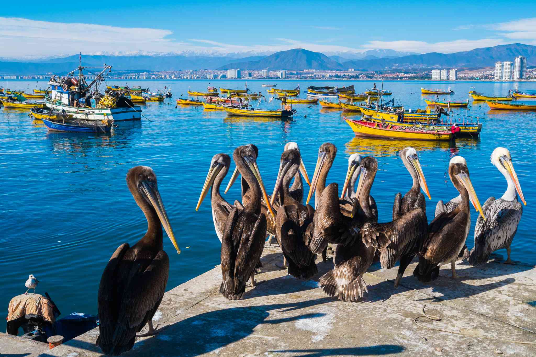 Blick auf die Landschaft von La Serena - private Tagesreise von Coquimbo - Foto 5
