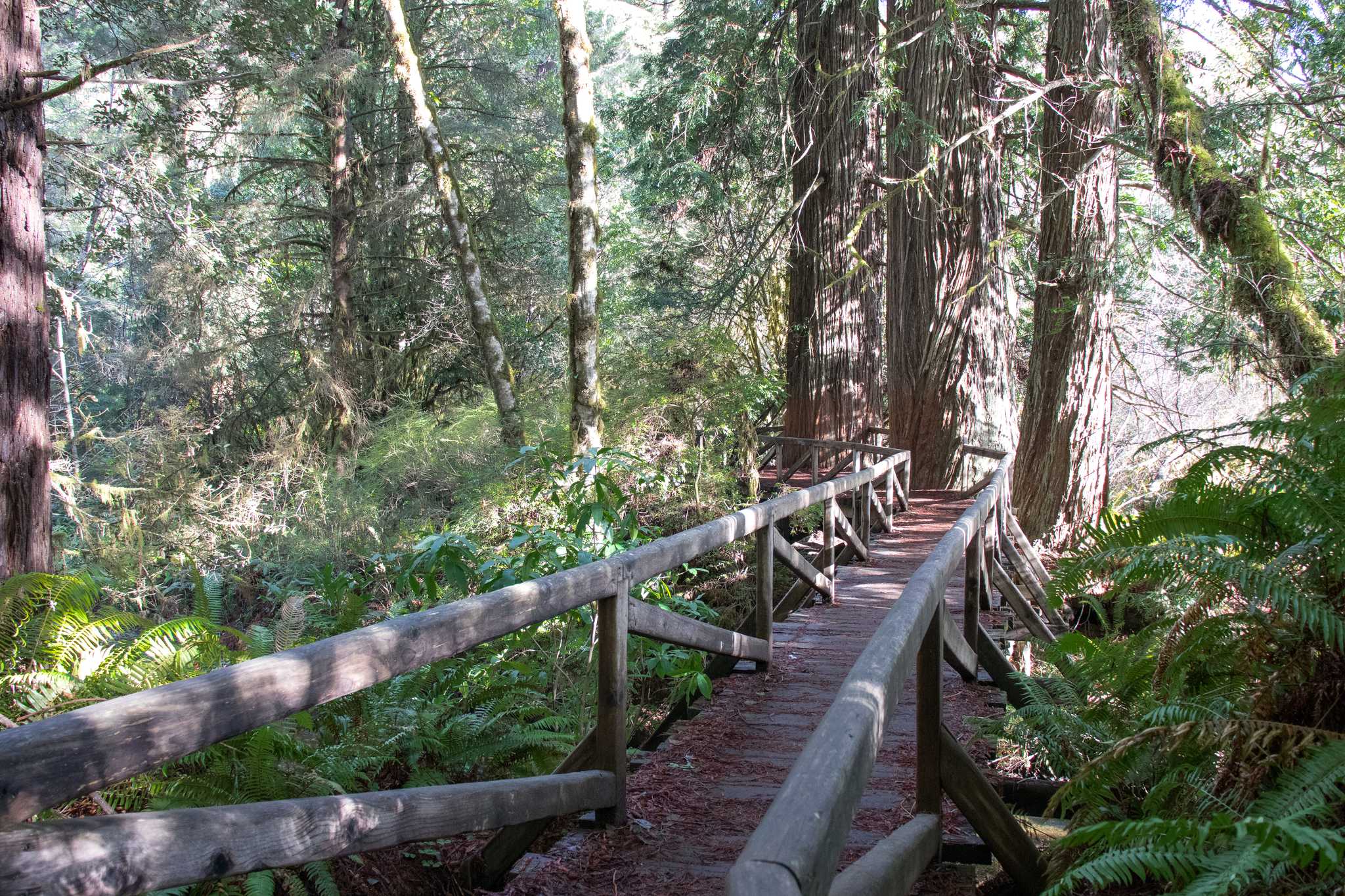 Besök Fern Canyon Loop Trail på vägen från crescent-city-ca-us till redwood-national-park-ca-us med Daytrip