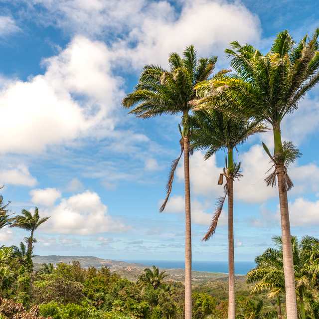 Bridgetown to Flower Forest Gardens and Bathsheba: Day trip