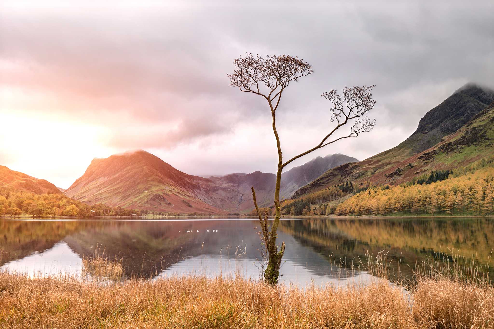 A lone, barren tree rises from the grasslands next to a lake against foothills.