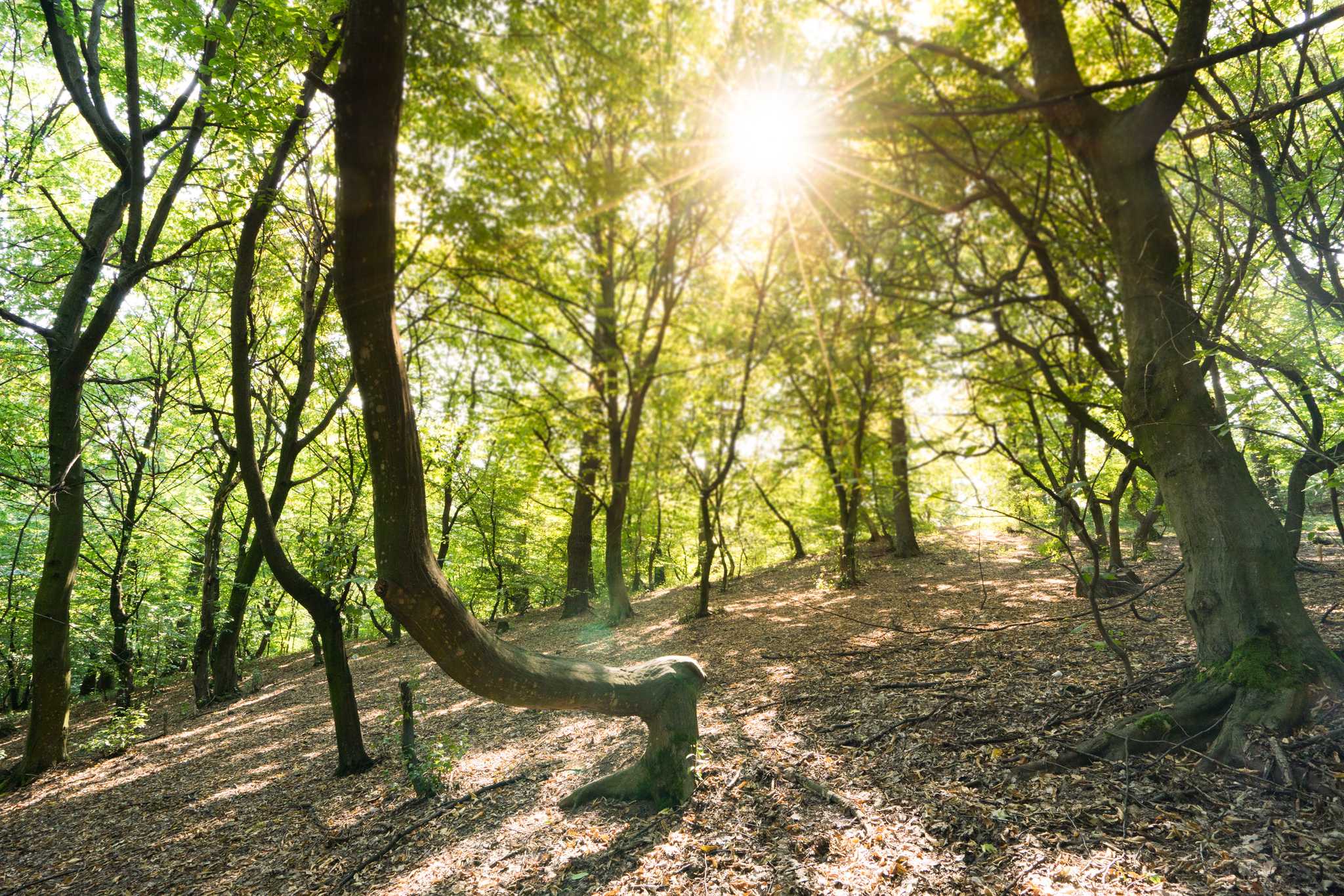 Visitar Hoia Baciu Forest en el camino de budapest-hu a cluj-napoca-ro con Daytrip