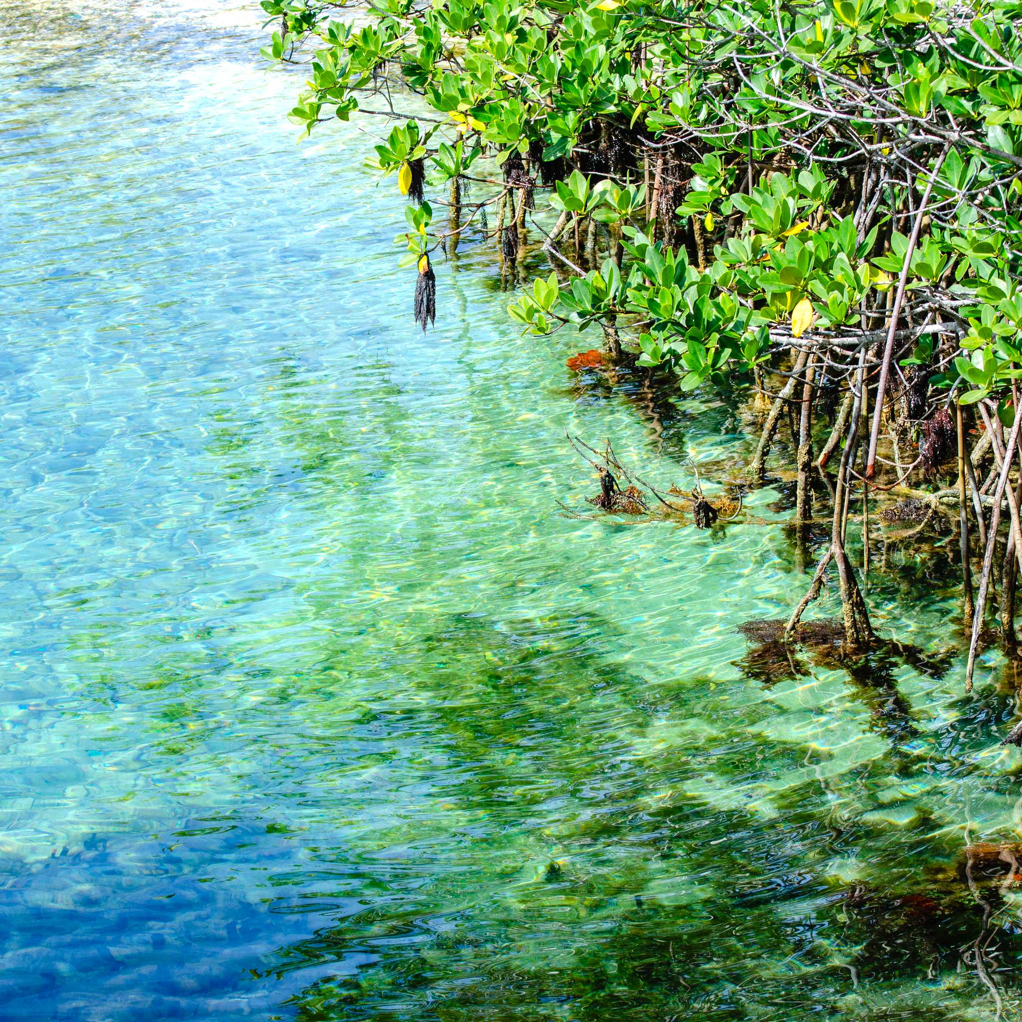 Hungry Bay Nature Reserve