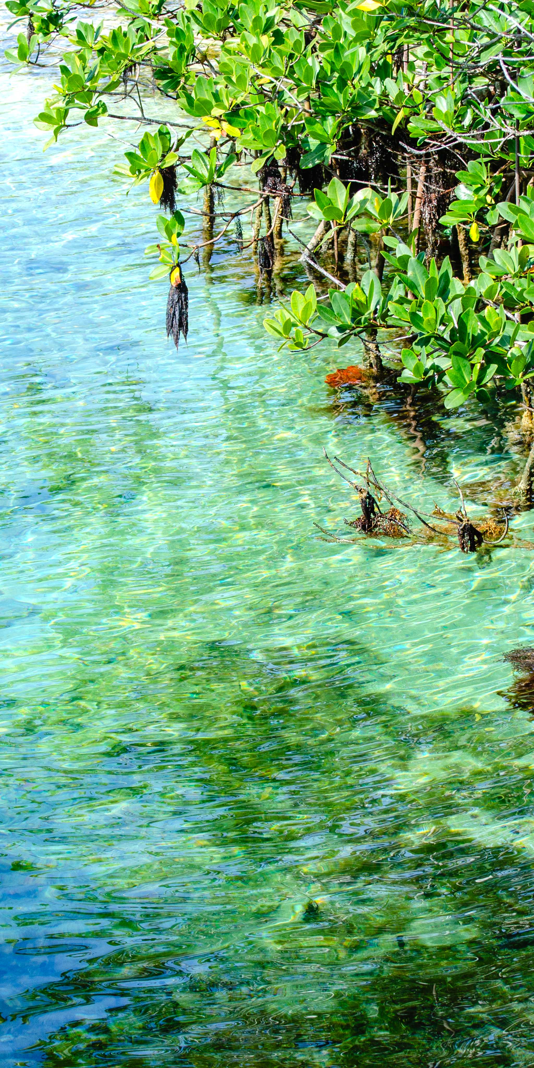 Hungry Bay Nature Reserve