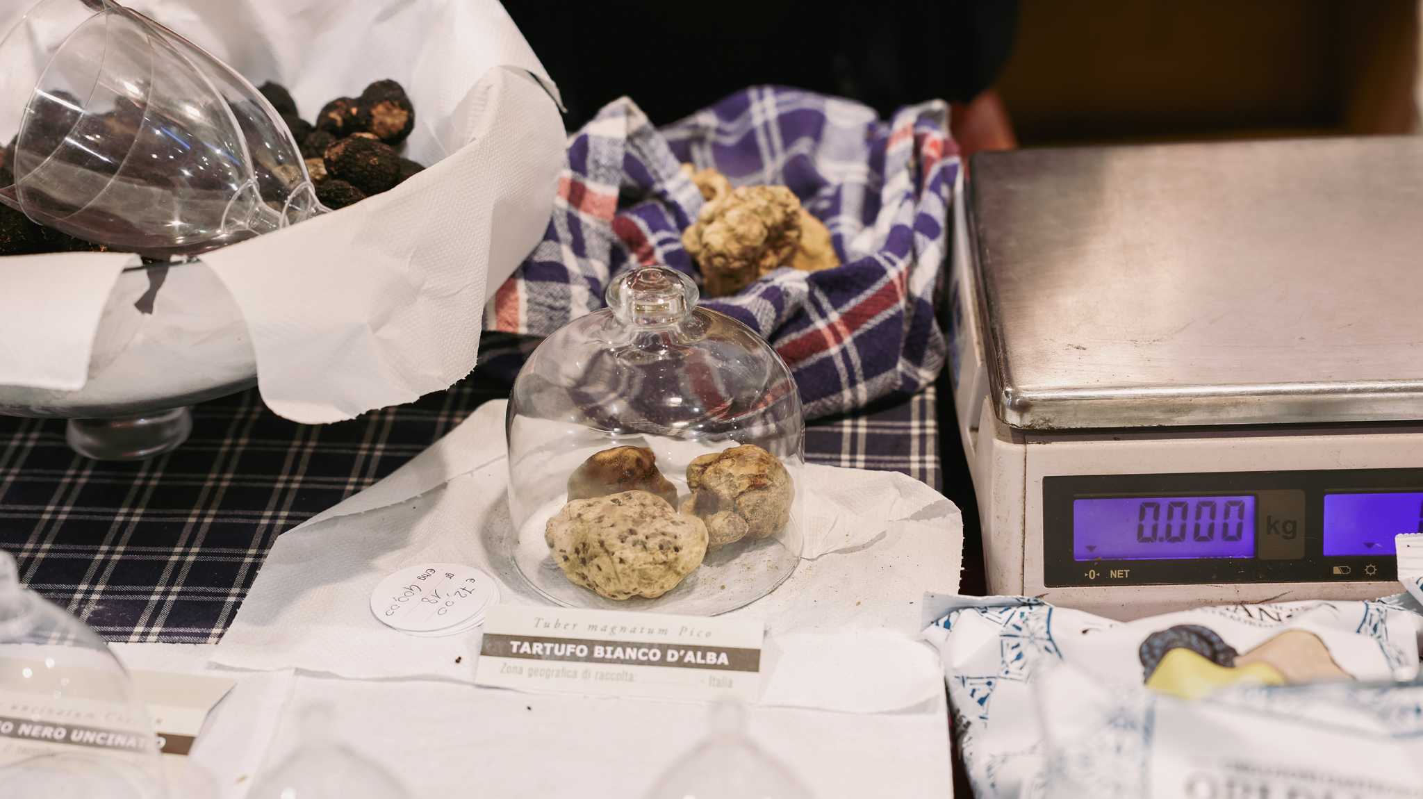 White Alba truffles under a glass dome beside a scale at a truffle fair.