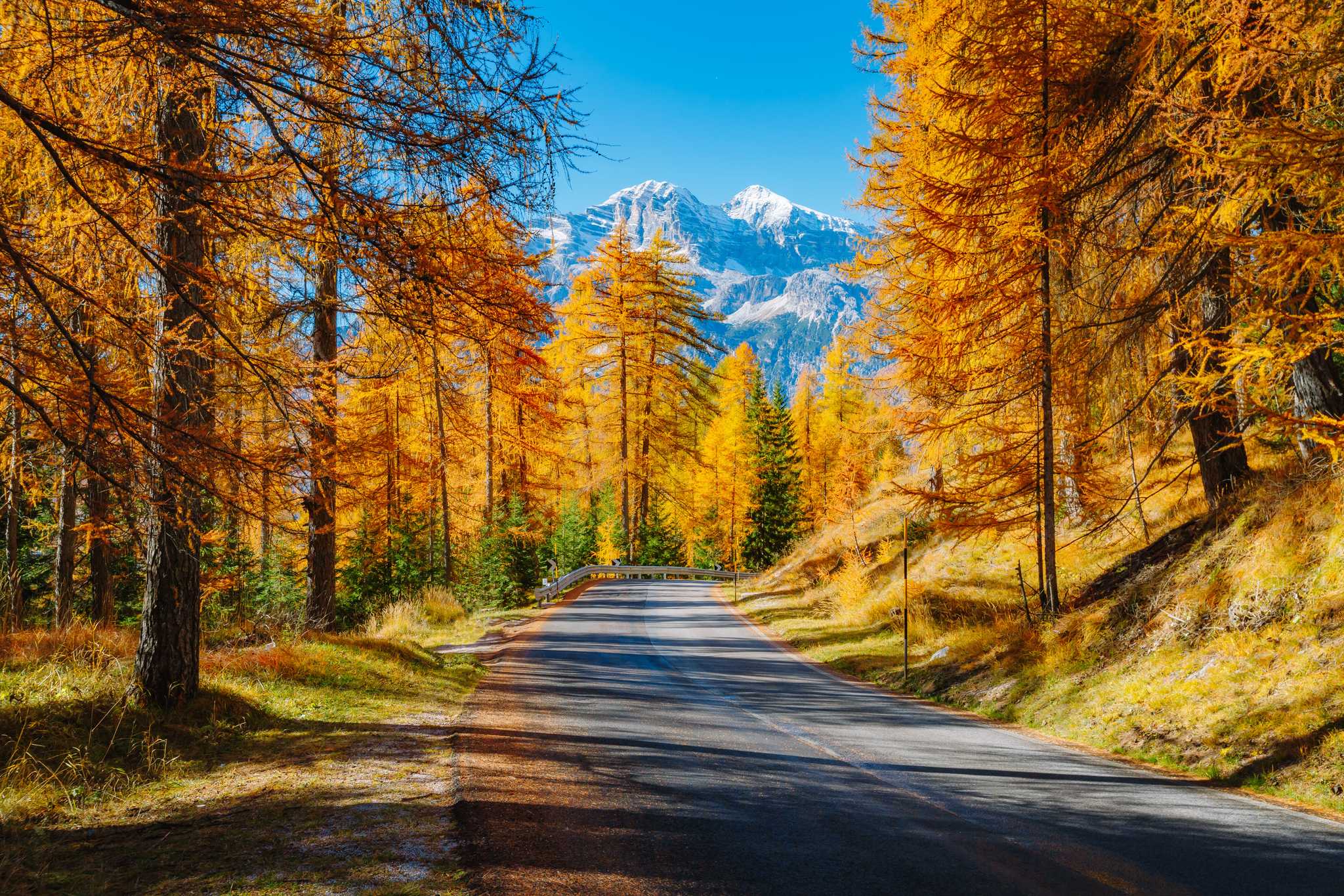 Mountain road through golden larch forest below snowy Dolomite peaks in autumn.