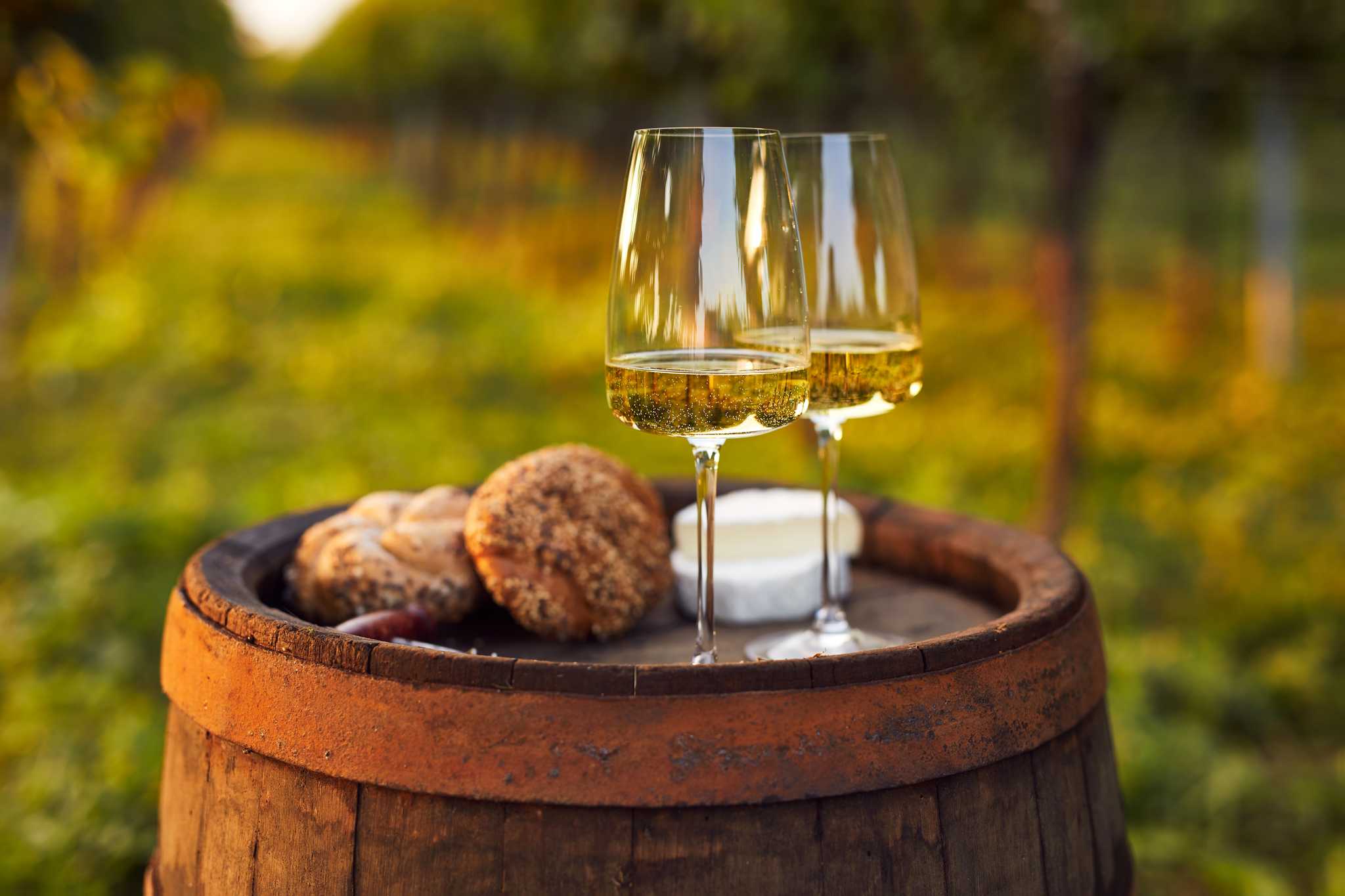 Two glasses of white wine with bread and cheese on a barrel in a vineyard.