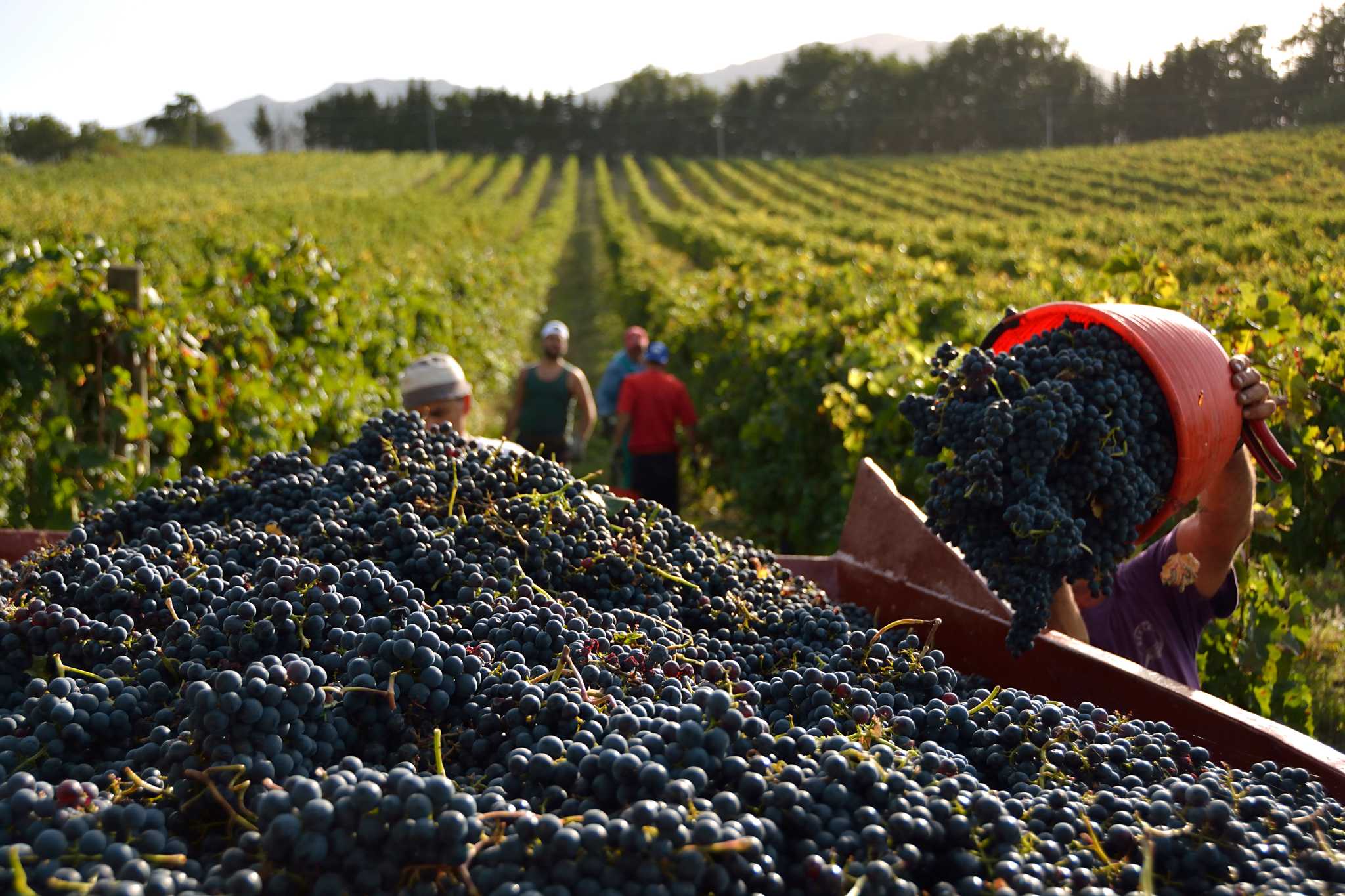 Workers empty crates of dark grapes into a trailer during the vineyard harvest.