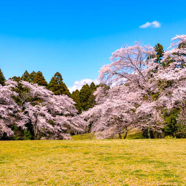 Tokyo to Izumi Nature City Park: Private day trip