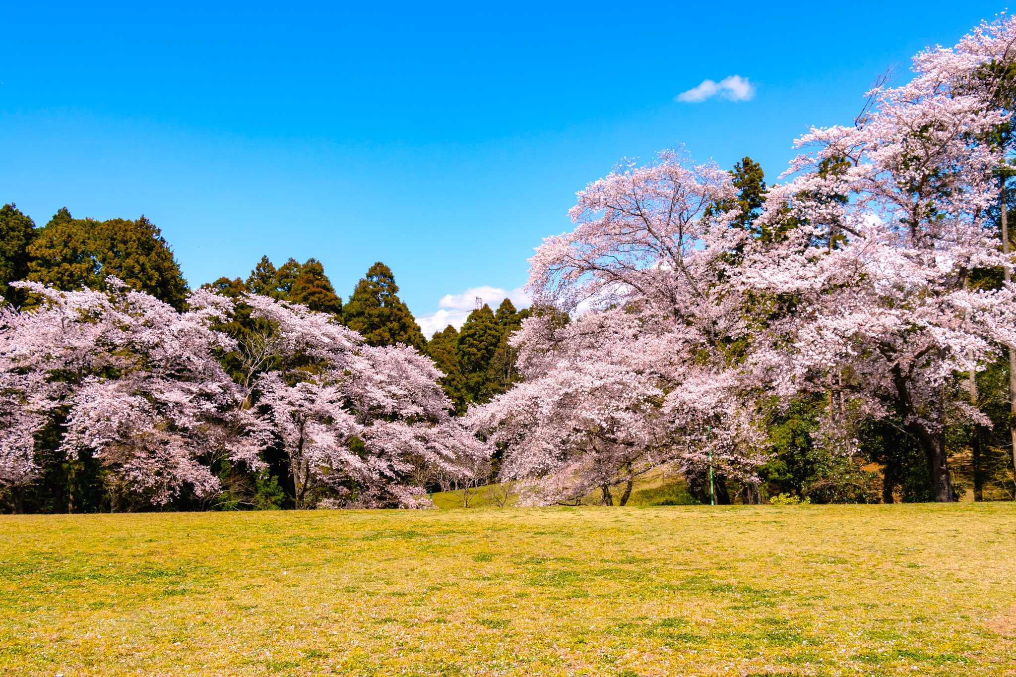 Tokyo to Izumi Nature City Park: Private day trip