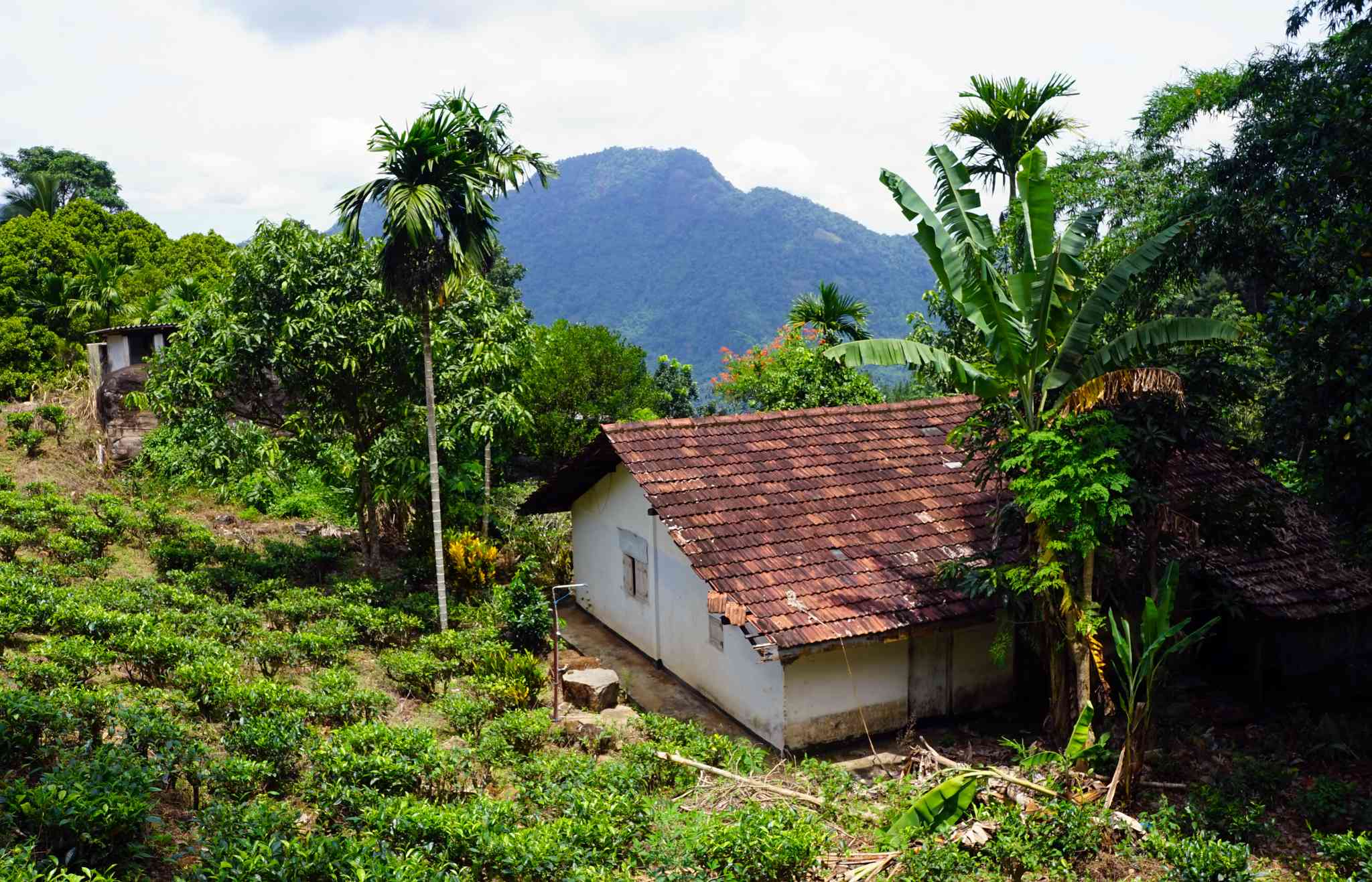 Blick auf die Landschaft von Kitulgala - private Tagesreise von Kandy - Foto 3
