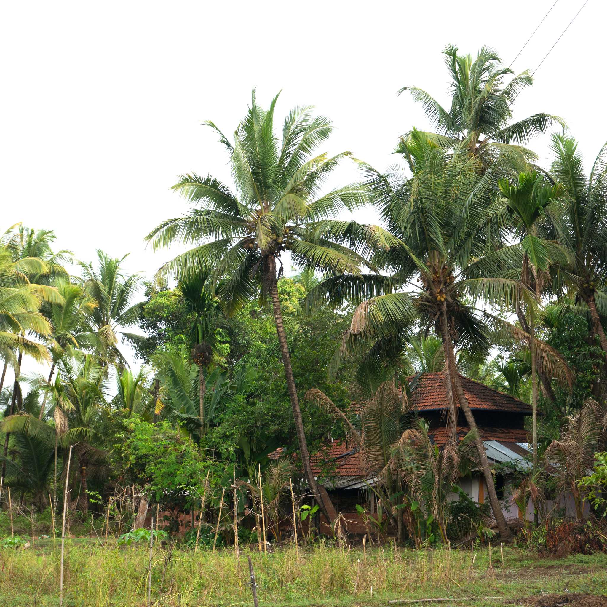 Kudal