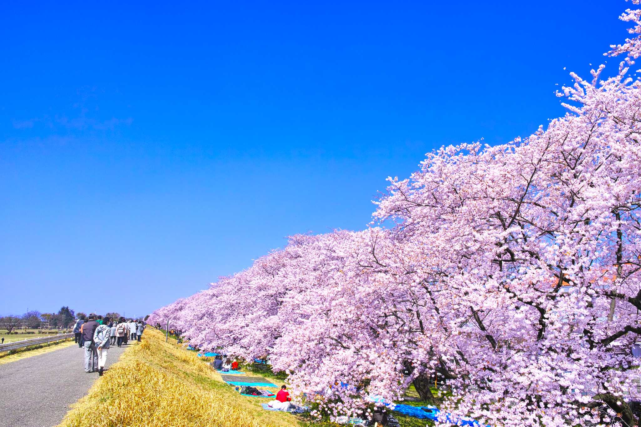 Tokyo to Kumagaya Sakura Tsutsumi: Private day trip