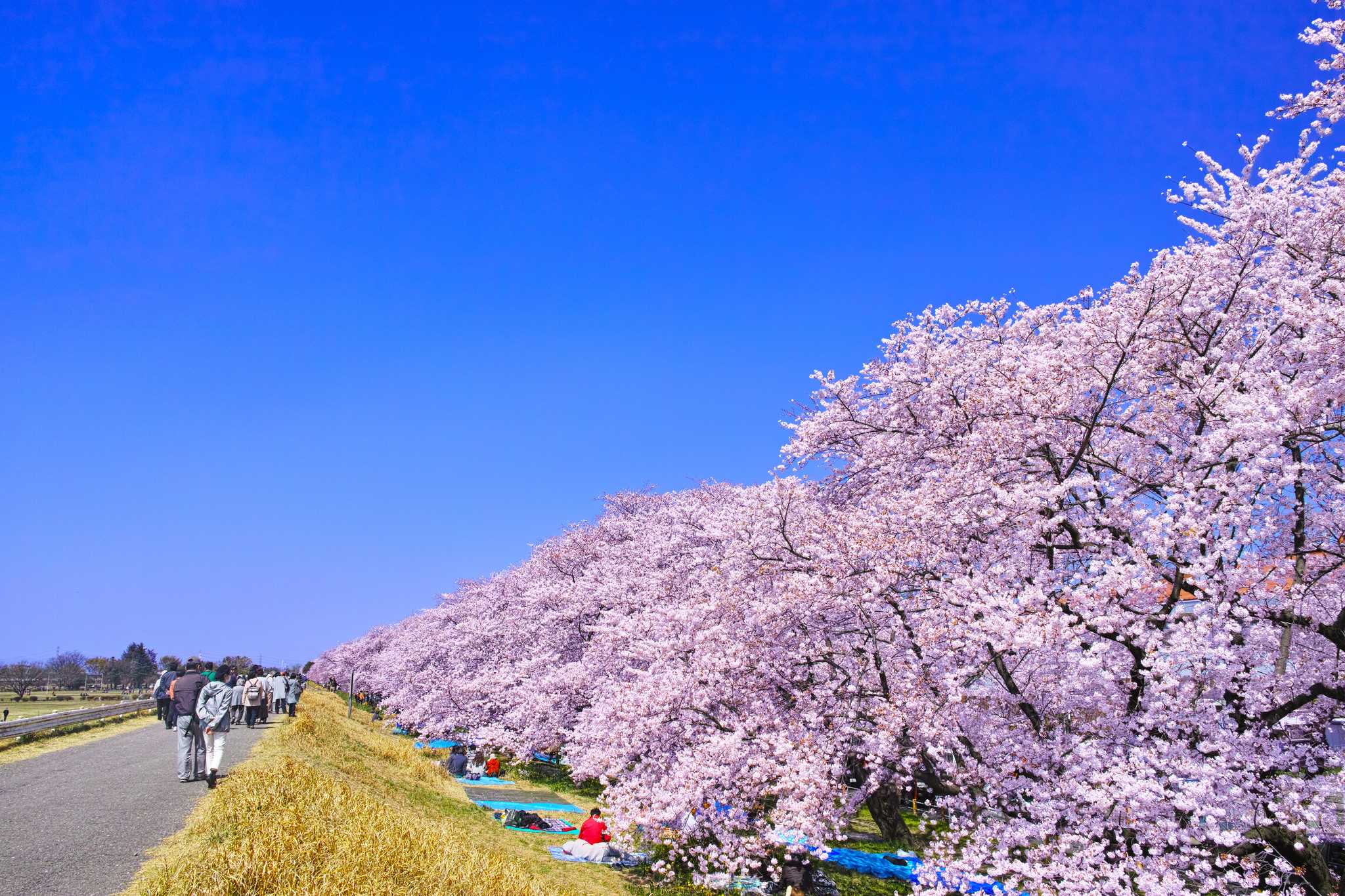 Kumagaya Sakura Tsutsumi