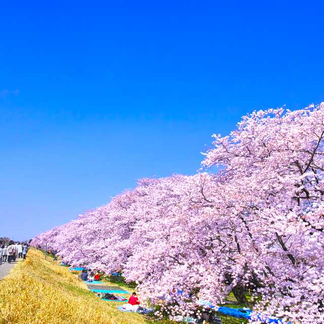 Tokyo to Kumagaya Sakura Tsutsumi: Private day trip