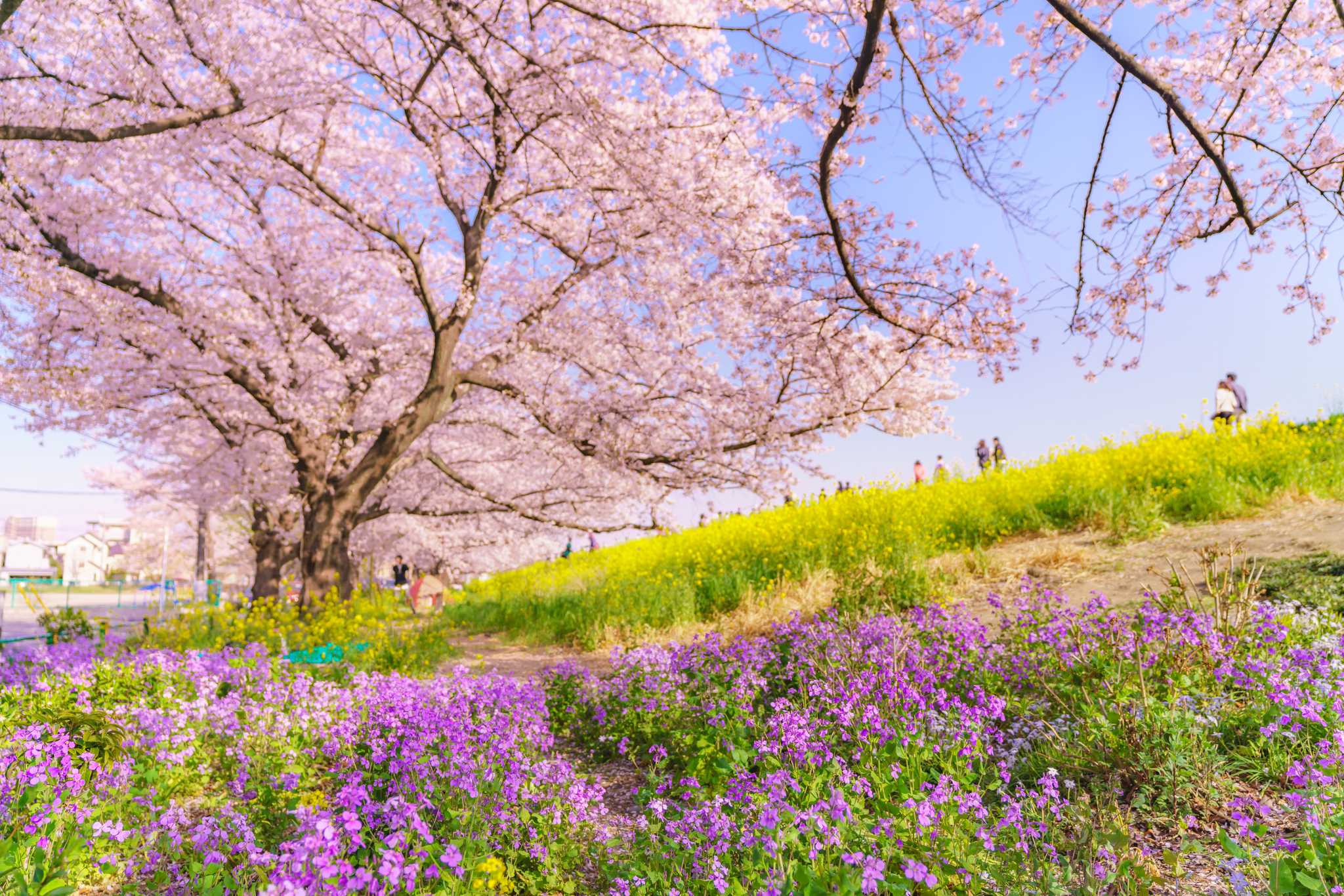 Kumagaya Sakura Tsutsumi