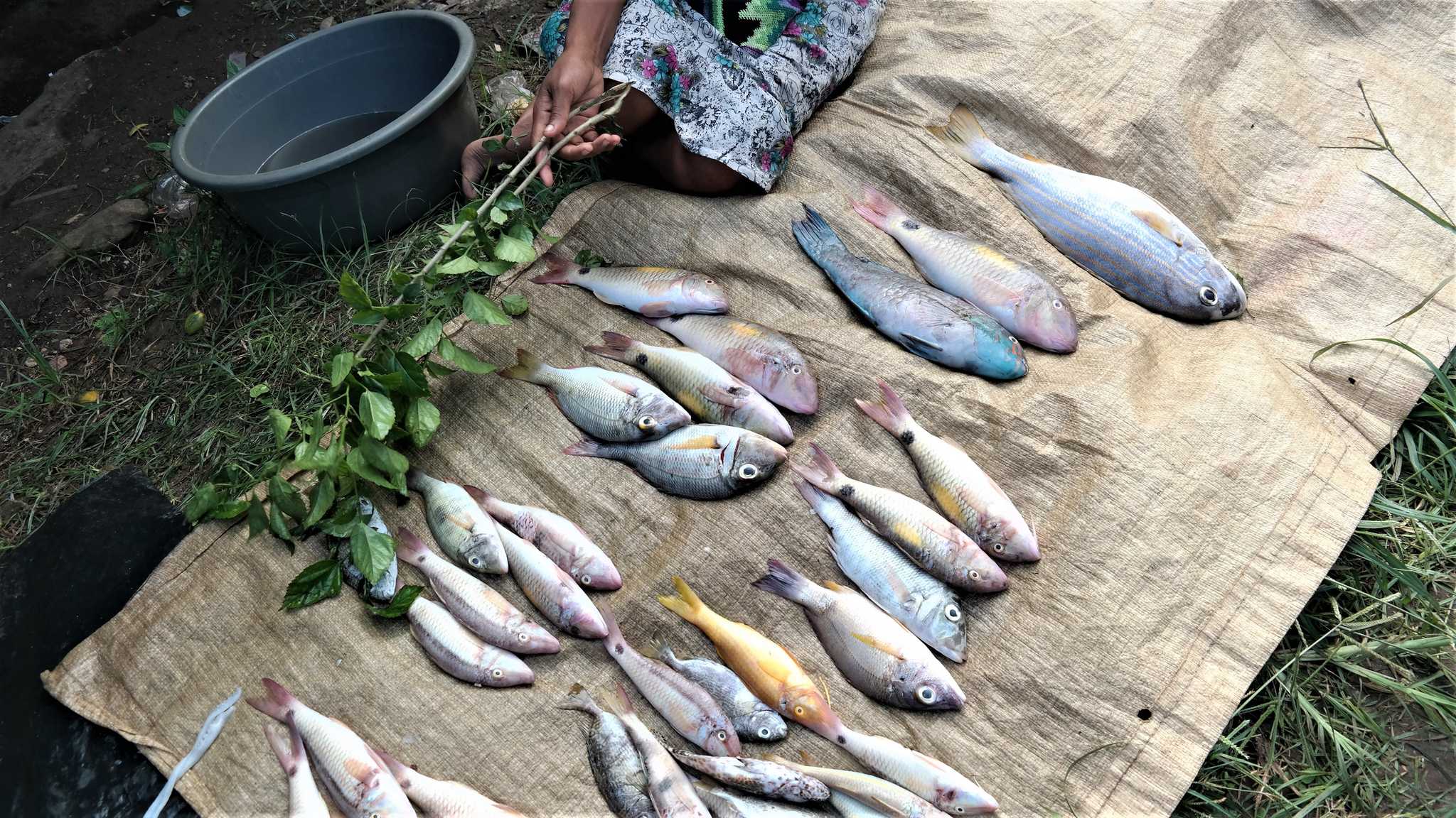 在 从 keapara-beach-pg 到 port-moresby-pg 的途中，参观 Kwikila Market ，通过 Daytrip