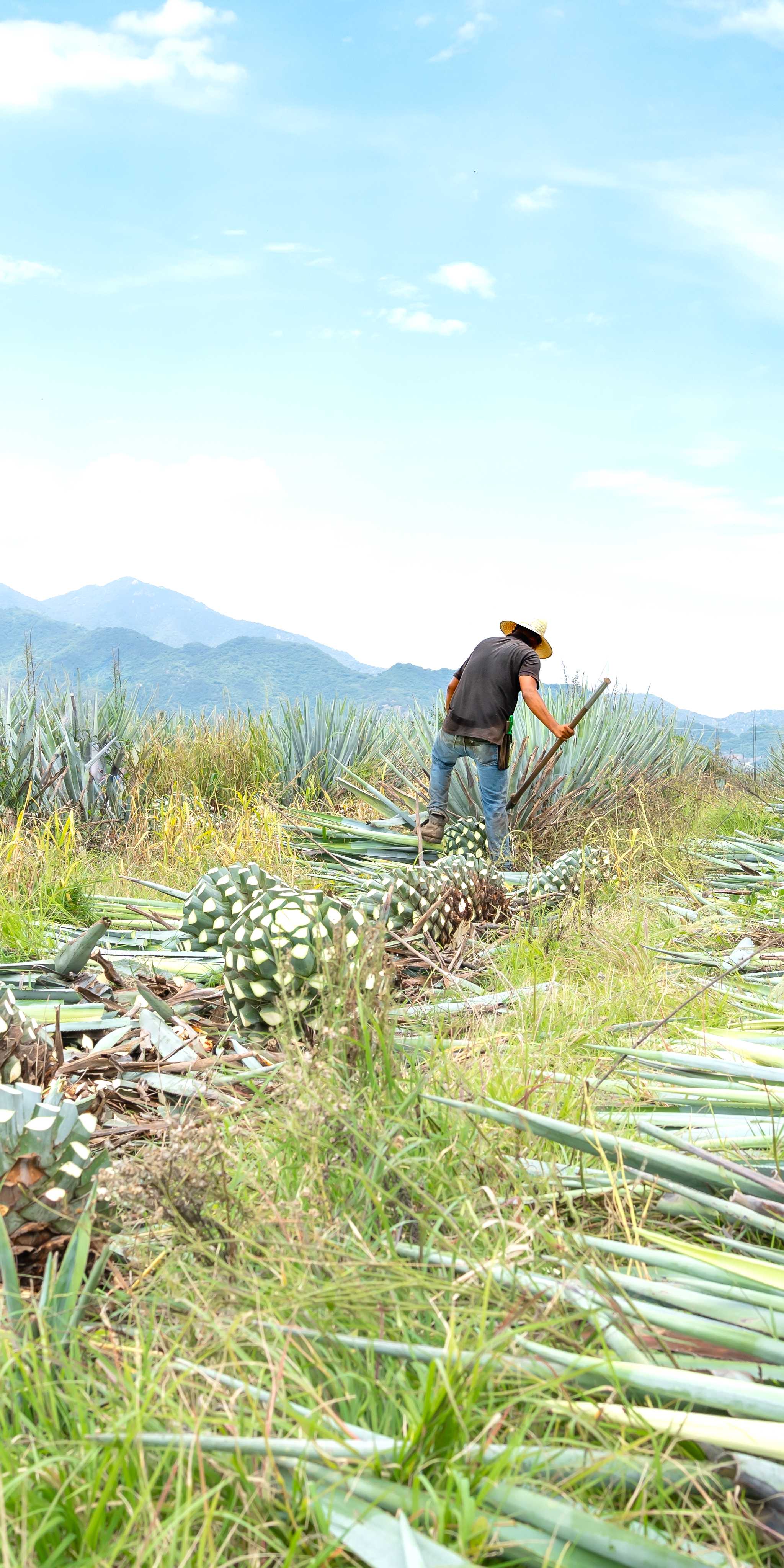 Los Osuna Tequila Fabrik