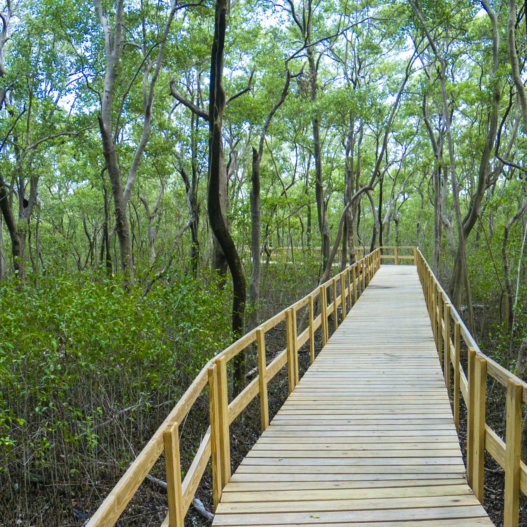 Manglares de Old Point Nationalpark