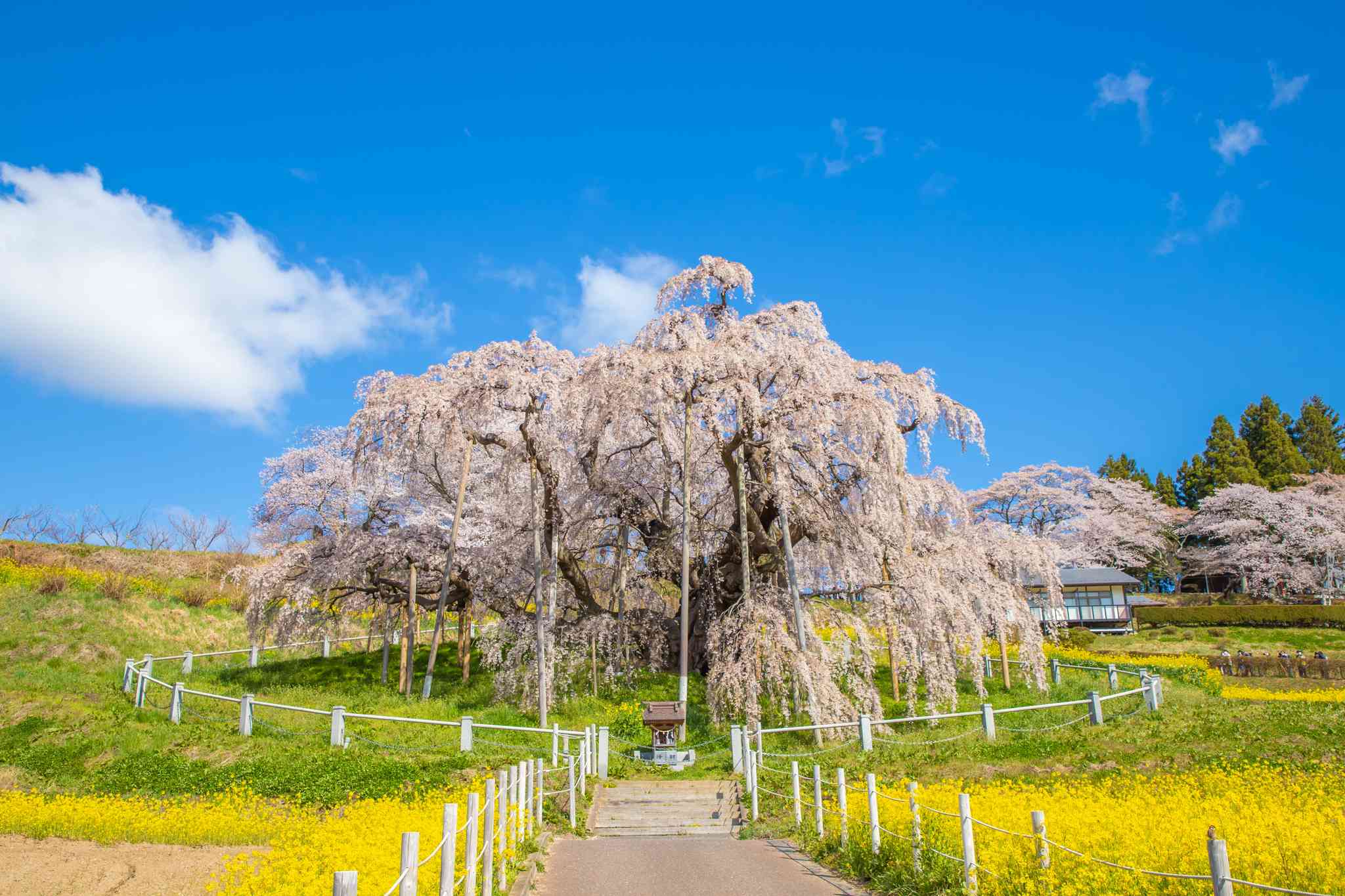 Vue pittoresque de Miharu Takizakura - excursion privée d'une journée depuis Haneda Airport - photo 1