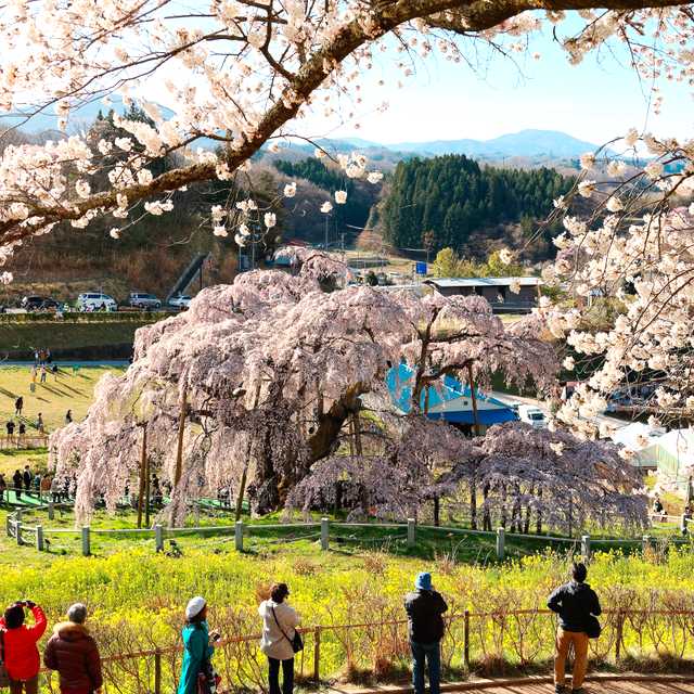 Tokyo to Miharu Takizakura and Hitachi Seaside: Day trip