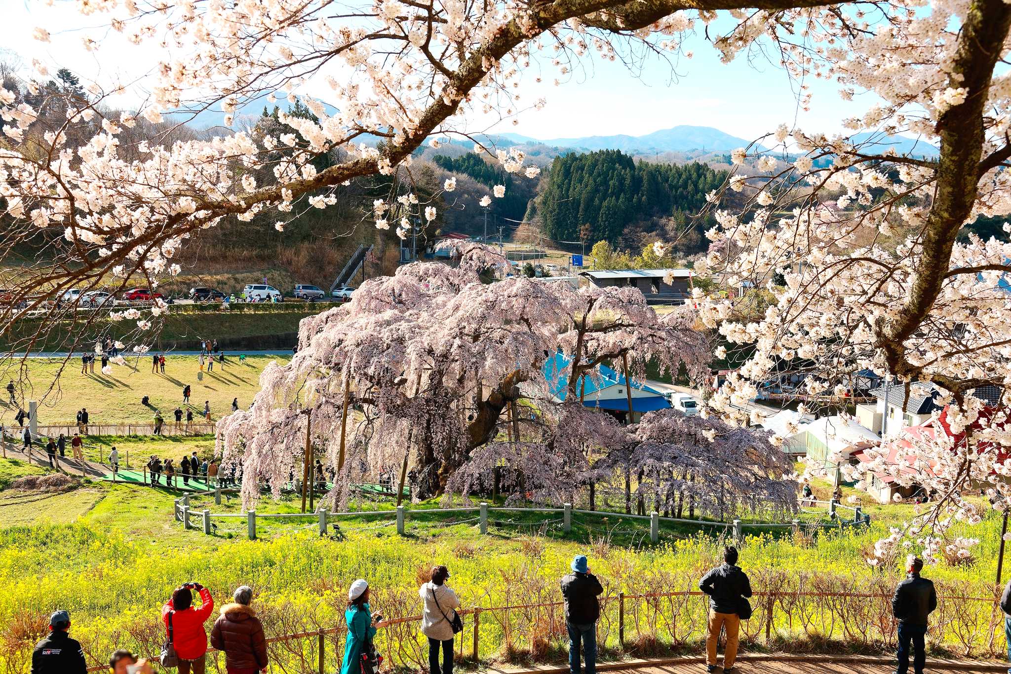 Tokyo to Miharu Takizakura and Hitachi Seaside: Day trip