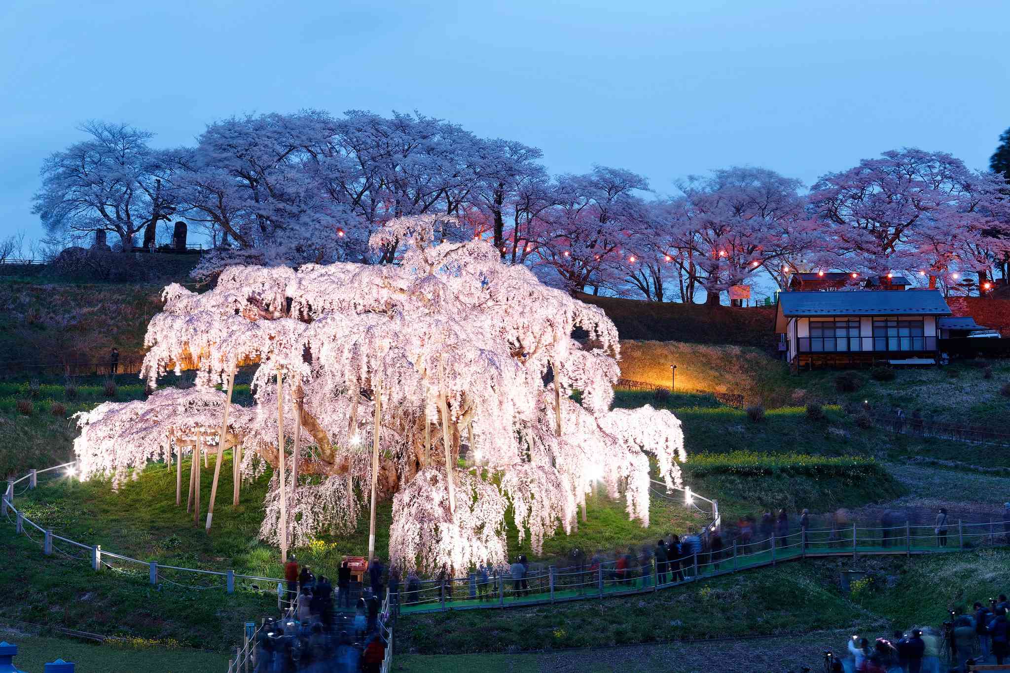 Vue pittoresque de Miharu Takizakura - excursion privée d'une journée depuis Haneda Airport - photo 3