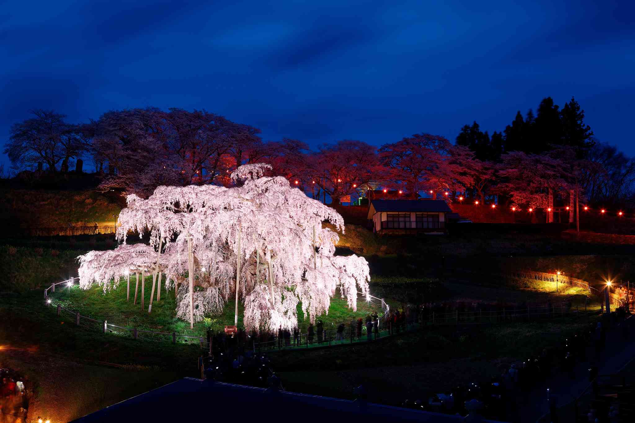 Vue pittoresque de Miharu Takizakura - excursion privée d'une journée depuis Haneda Airport - photo 4