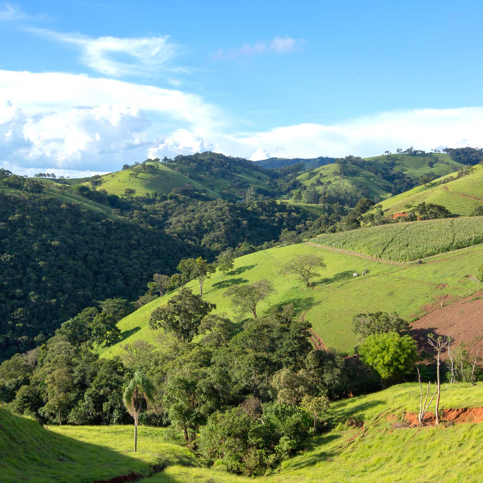 Monte Verde