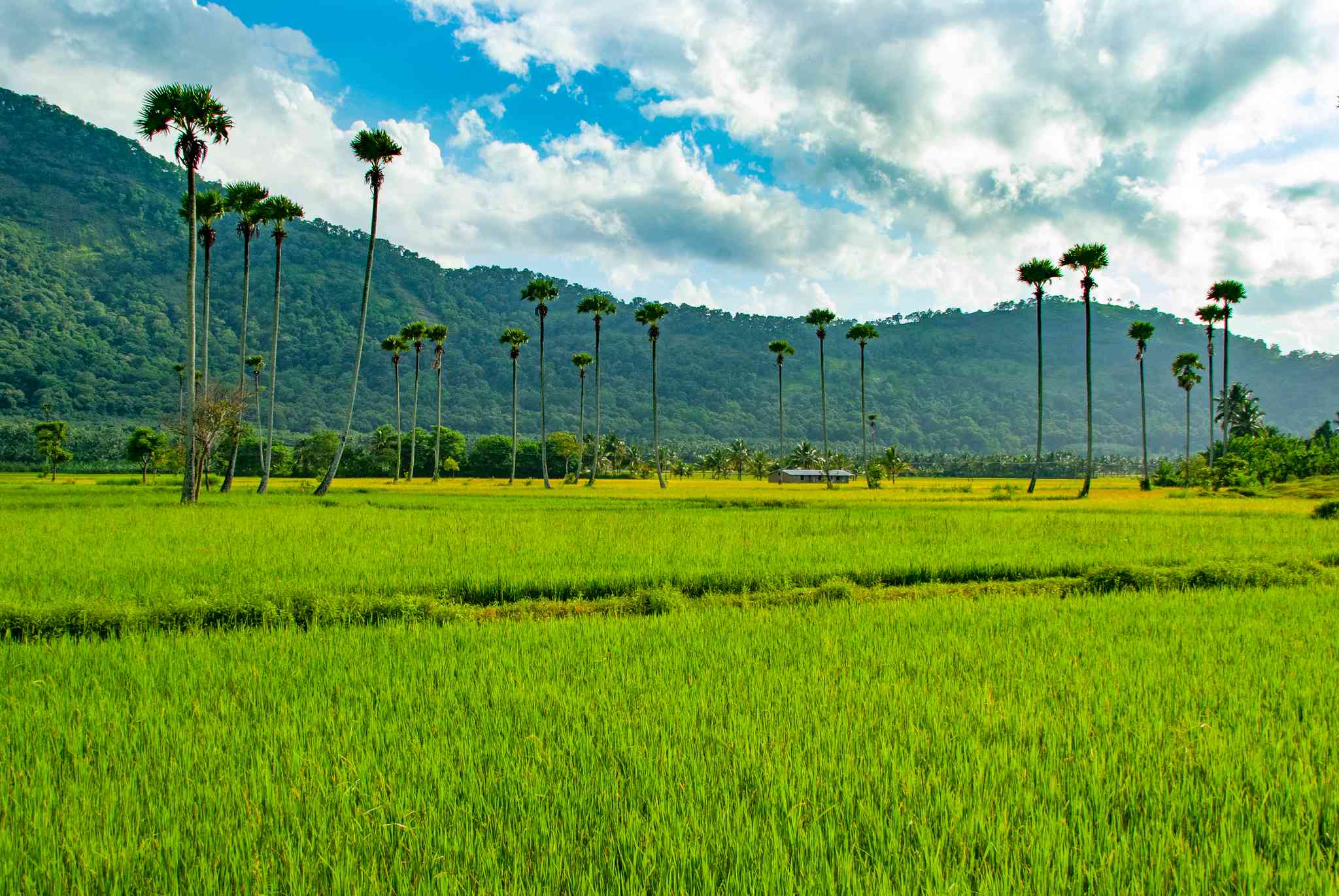 Scenic view of Bangalore - private day trip from Palakkad - photo 6