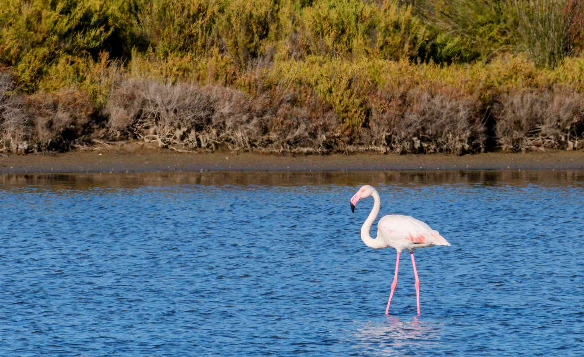 Parque Natural de Ses Salines 의 경치 - Ibiza Airport 에서 출발하는 개인 day trip - 사진 2