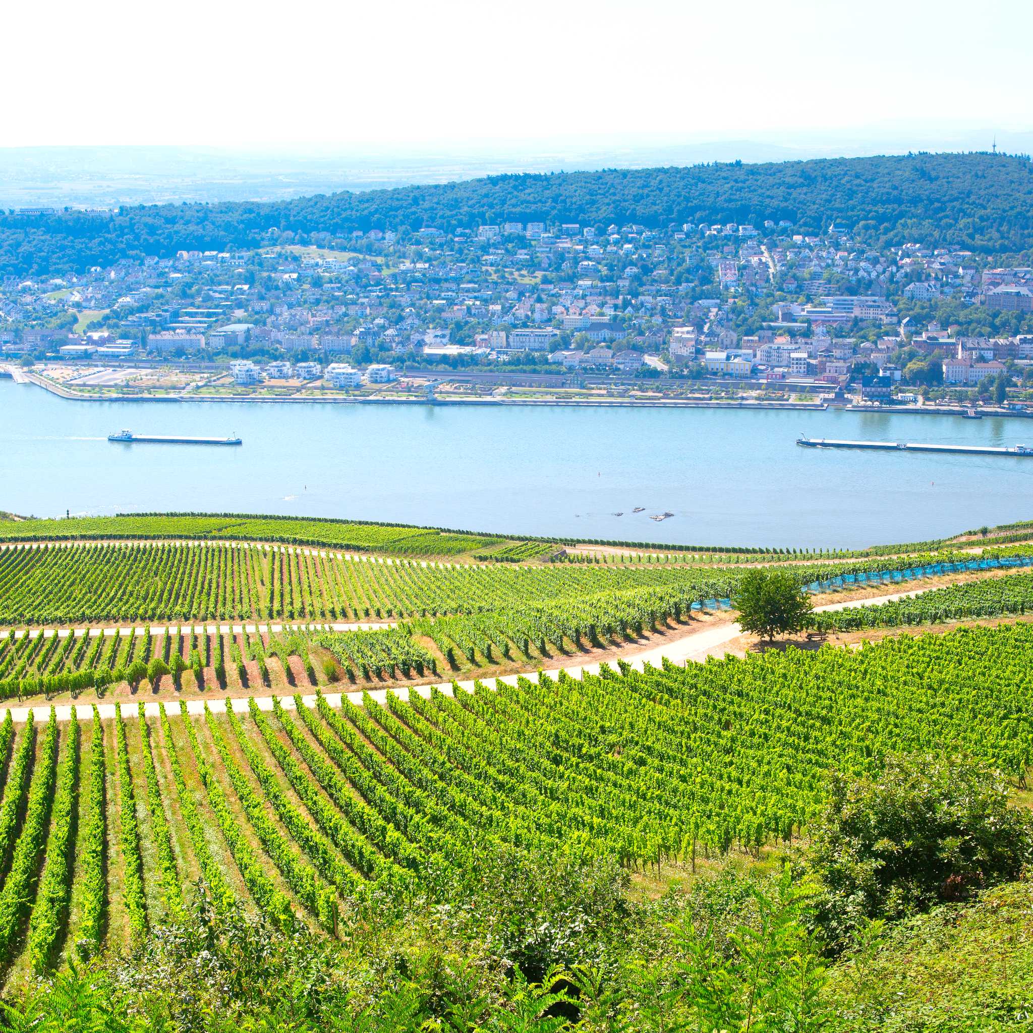 Rudesheim am Rhein