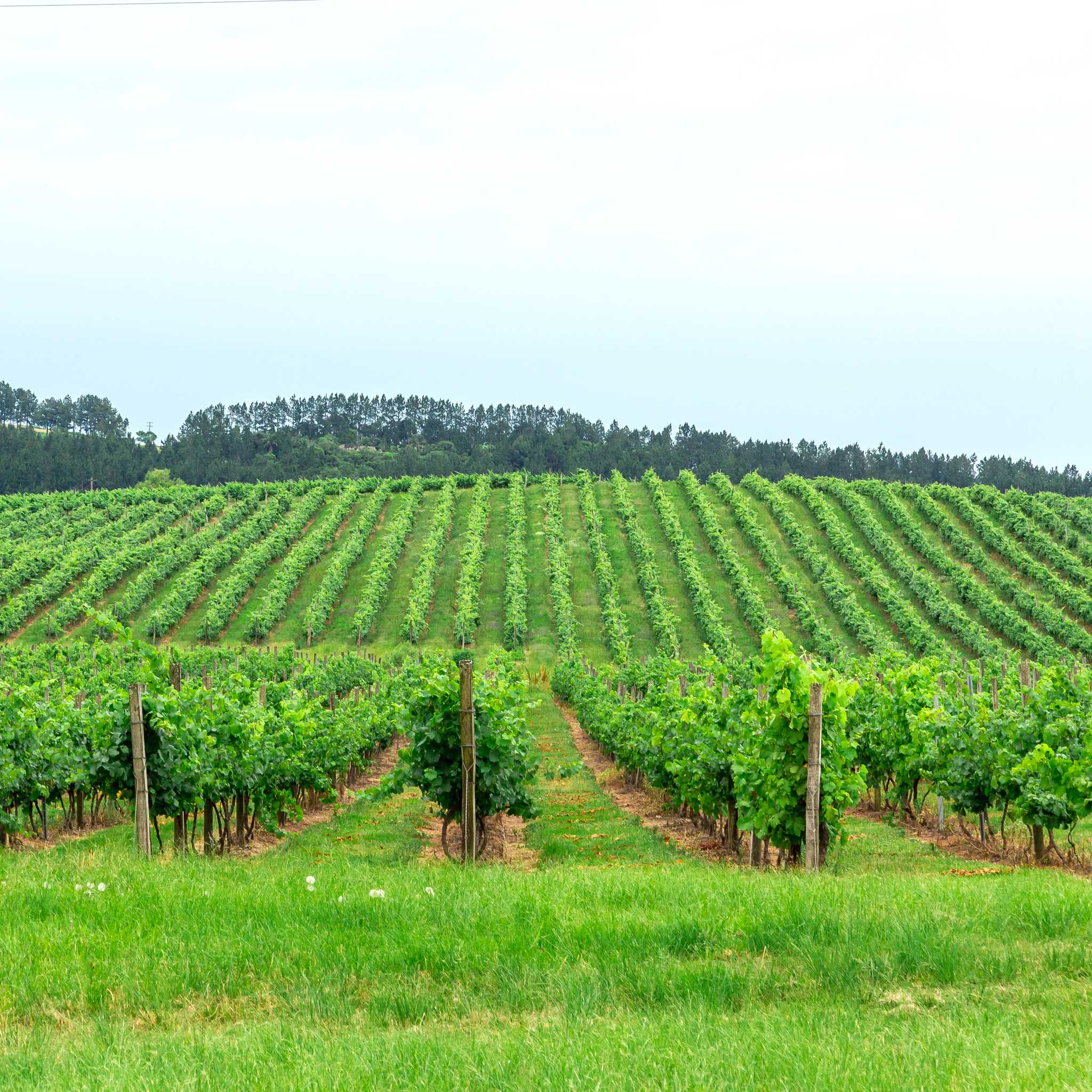 Santana do Livramento