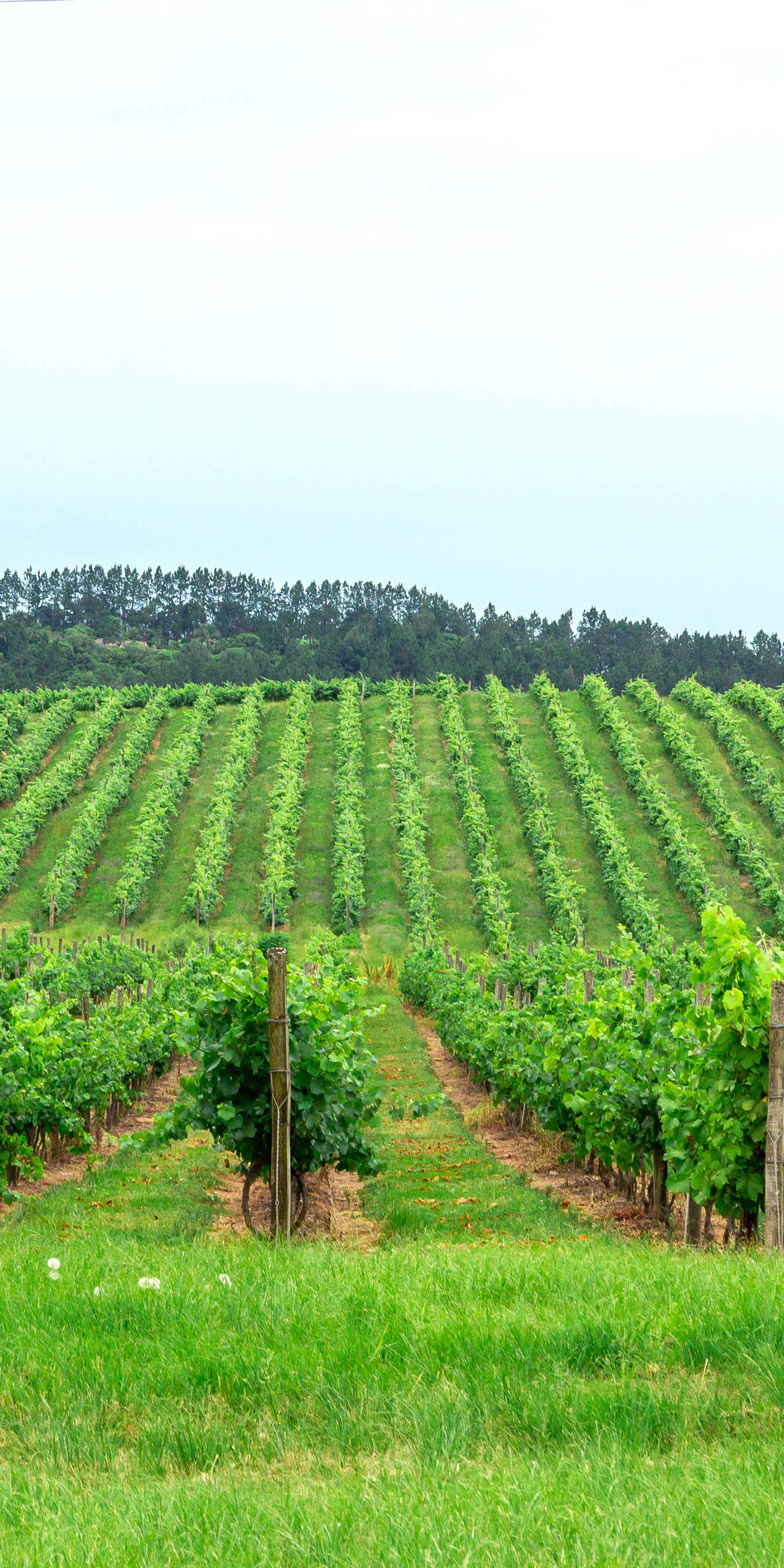 Santana do Livramento