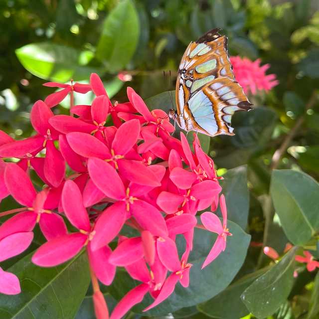 Oranjestad to the Ostrich and Butterfly Farms: Day trip