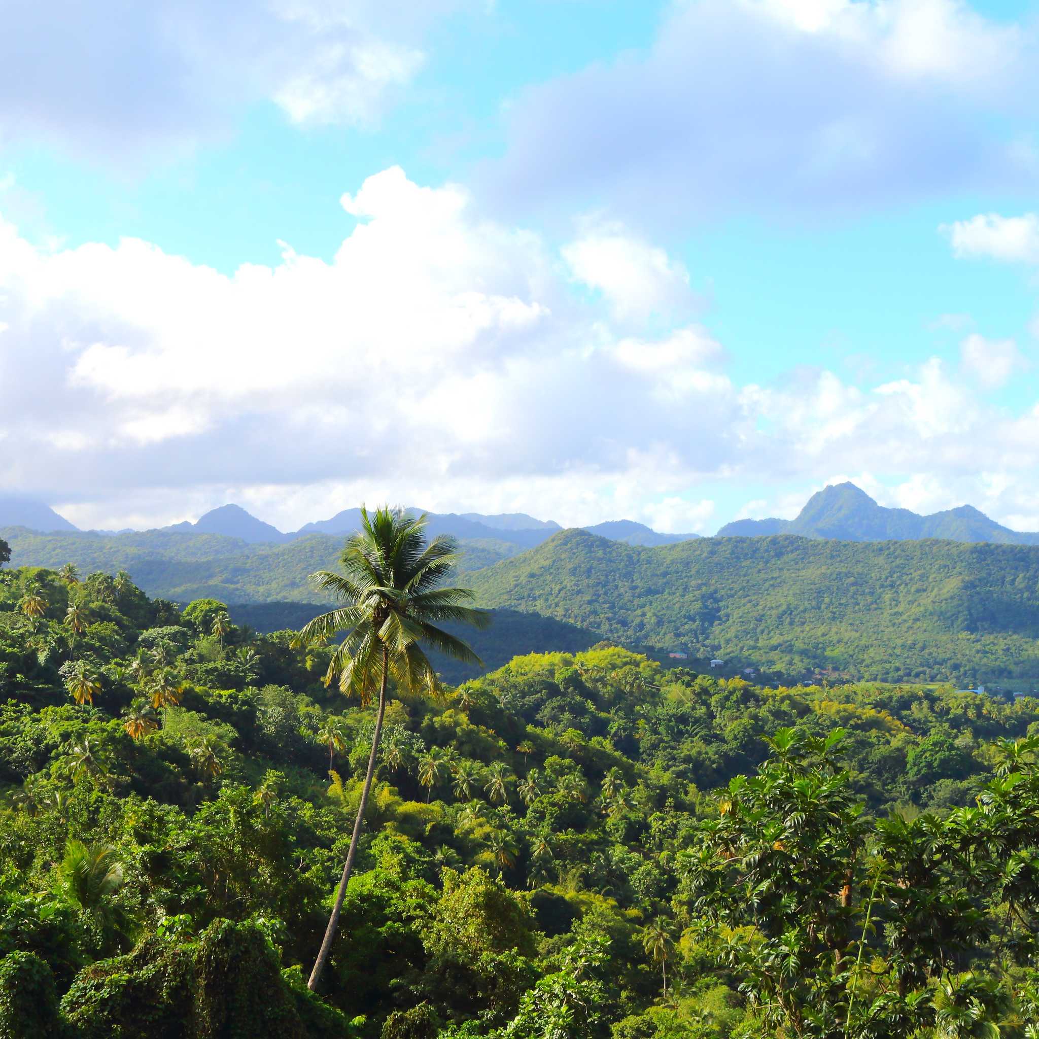 Theodorine, St. Lucia