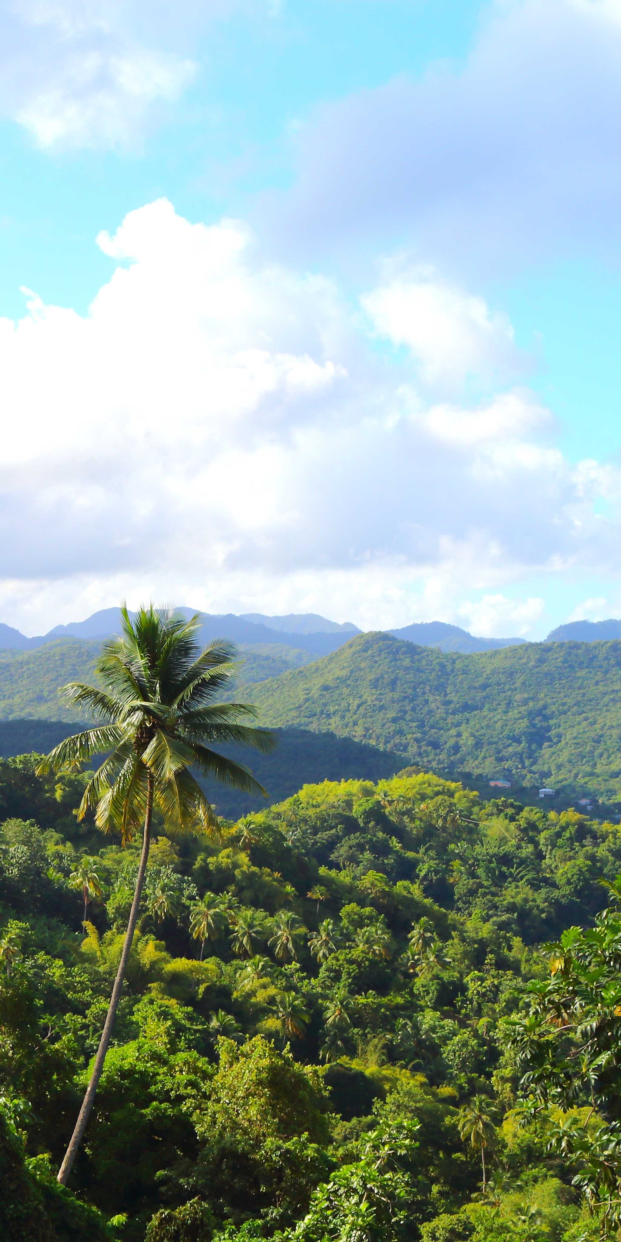 Theodorine, St. Lucia