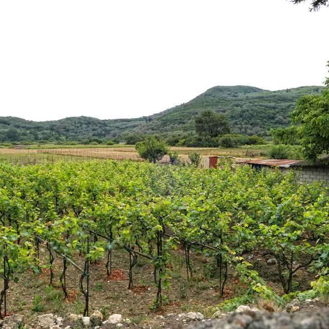 Corfu City to Theotoky Estate and Nisaki: Private day trip